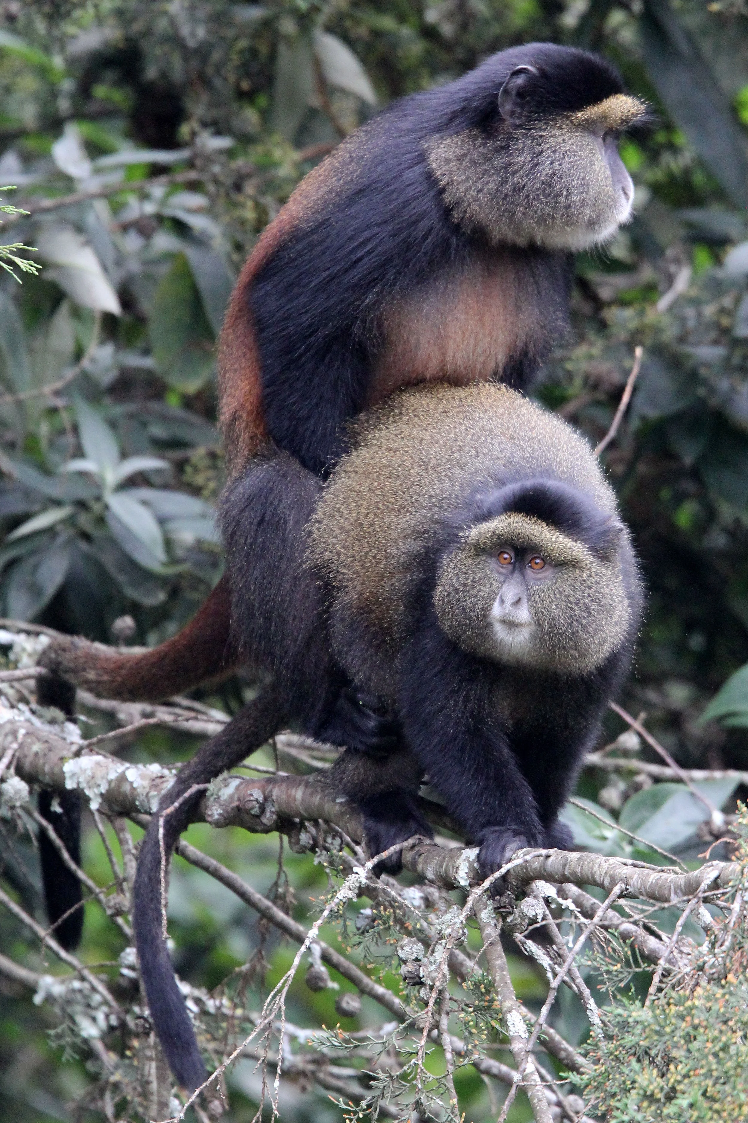 CERCOPITHECIDAE - Cercopithecus kandti - VIRUNGA GOLDEN MONKEY - PARK DU VULCANS RWANDA (375).JPG