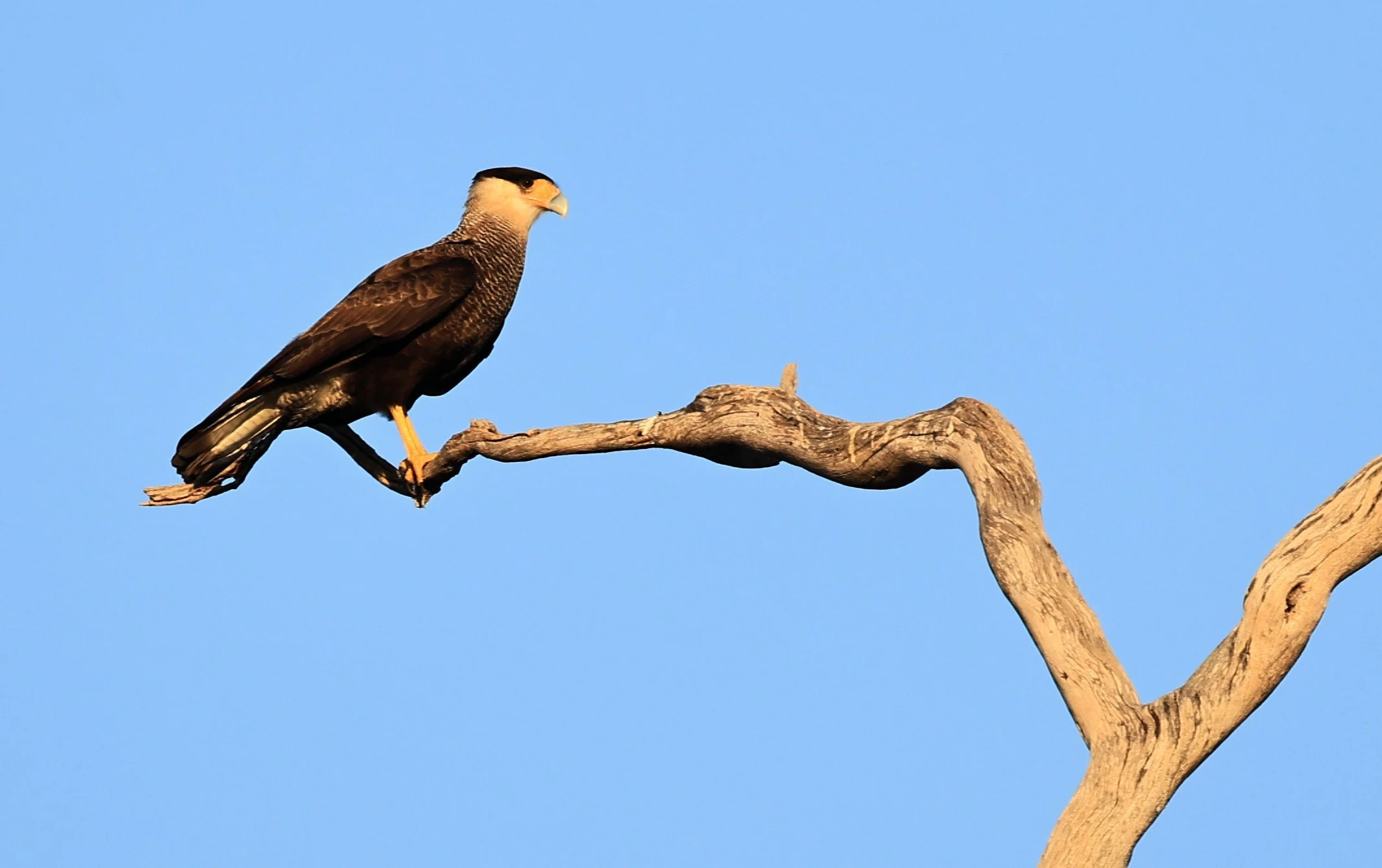 Crested Caracara (Caracara plancus) Agua Dulce Paraguay  (6).jpg
