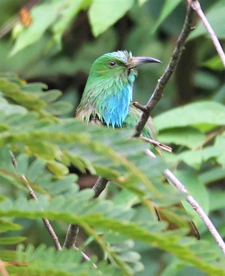 BEE-EATER - BLUE-BEARDED BEE-EATER - Nyctyornis amictus - KAENG KRACHAN NATIONAL PARK 16 OCT 2021 (25).jpg