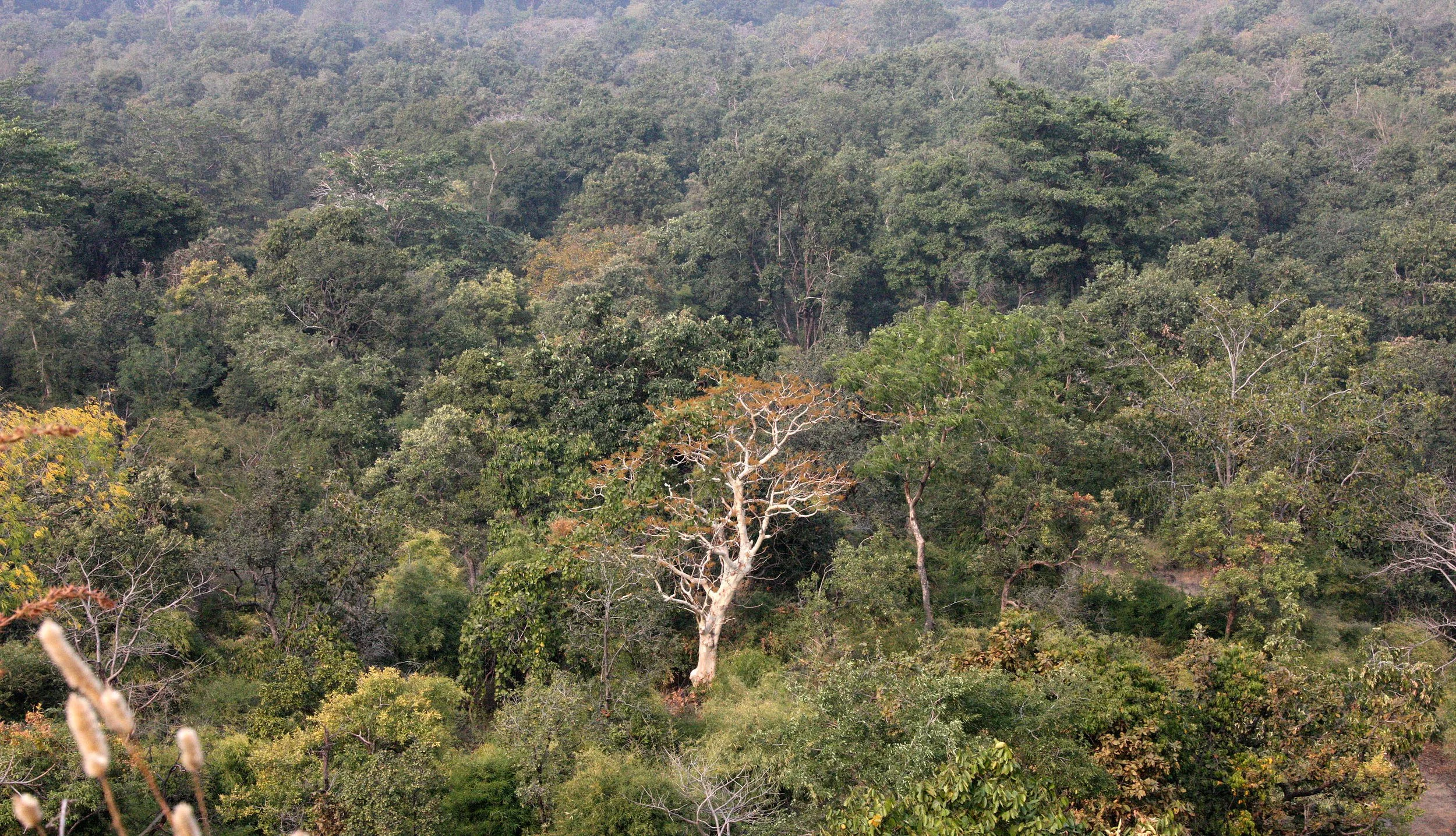 MADHYA PRADESH - BANDHAVGAR NATIONAL PARK MADHYA PRADESH INDIA (26).JPG