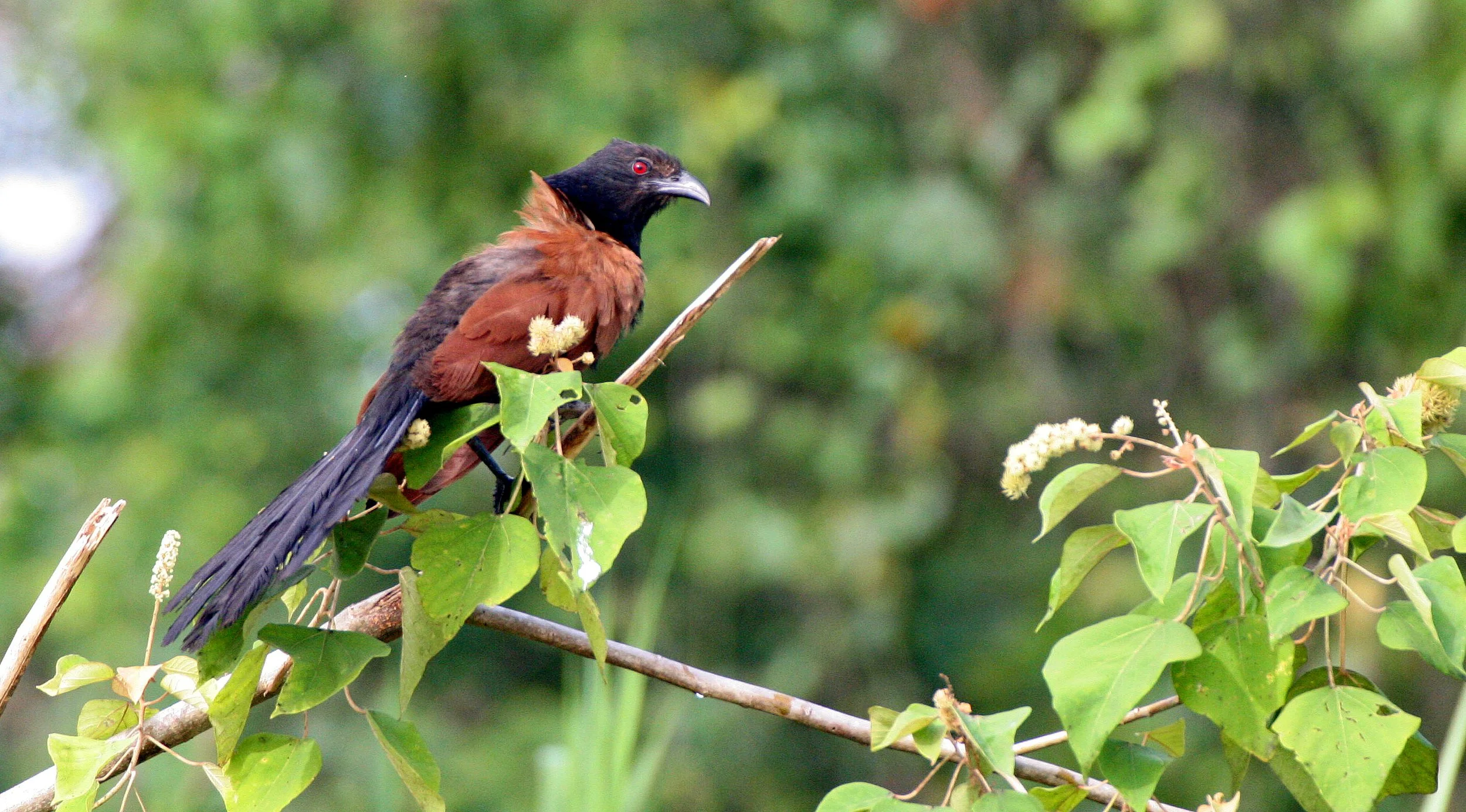 Greater Coucal (Centropus sinensis) Kinabatangan River Borneo (7).JPG