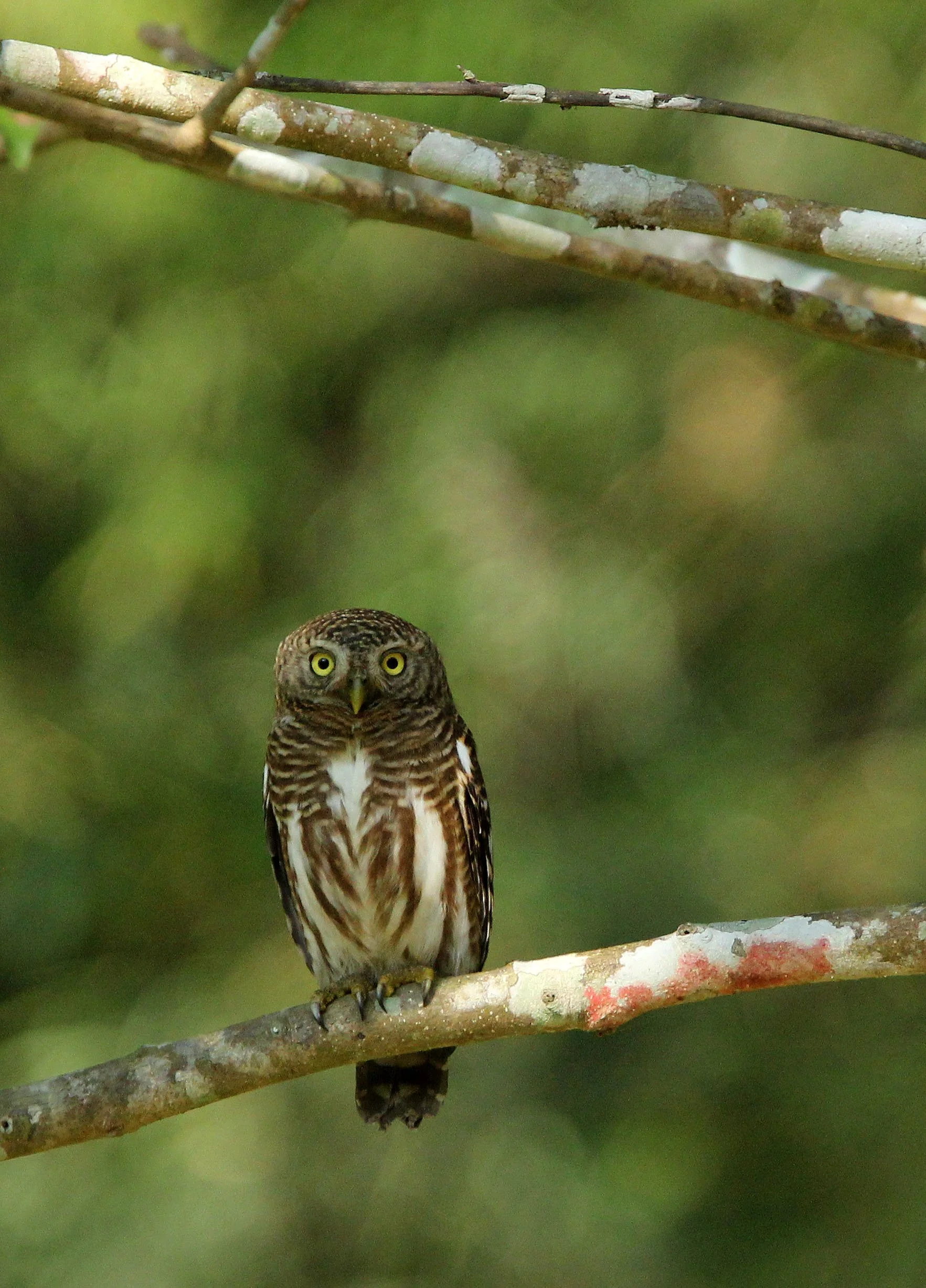 Glaucidium cuculoides - ASIAN BARRED OWLET - HUAI KHA KHAENG NATURE RESERVE THAILAND (33).JPG