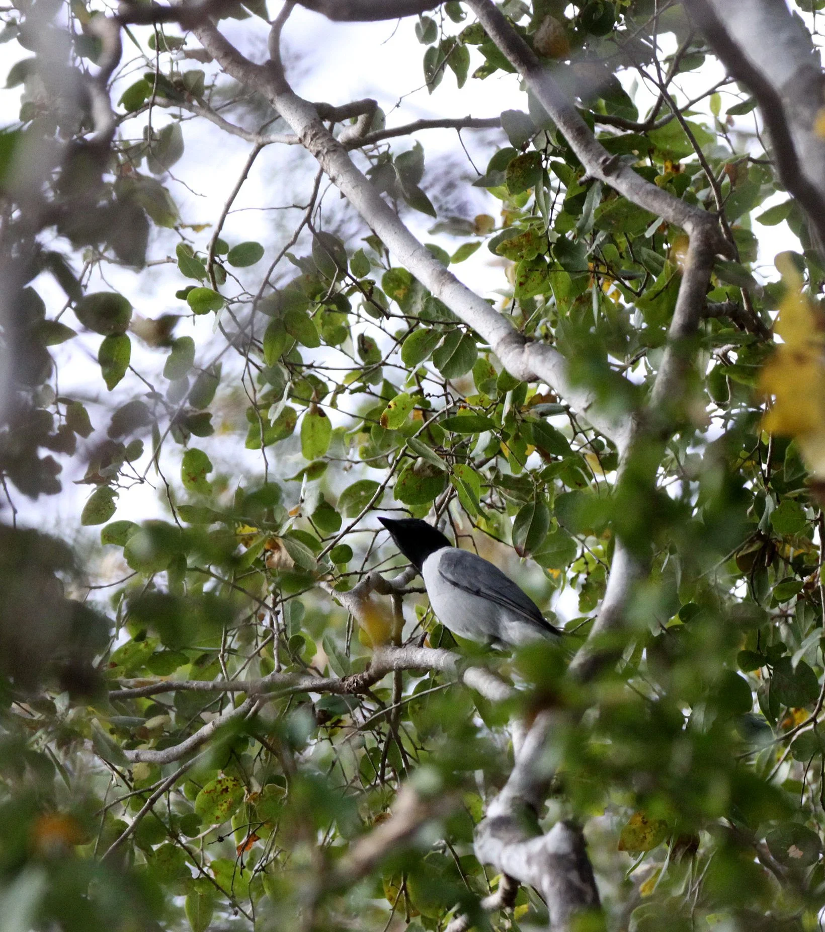 Madagascar Cuckooshrike (Ceblepyris cinereus) Kirindy NP Madagascar (2).JPG