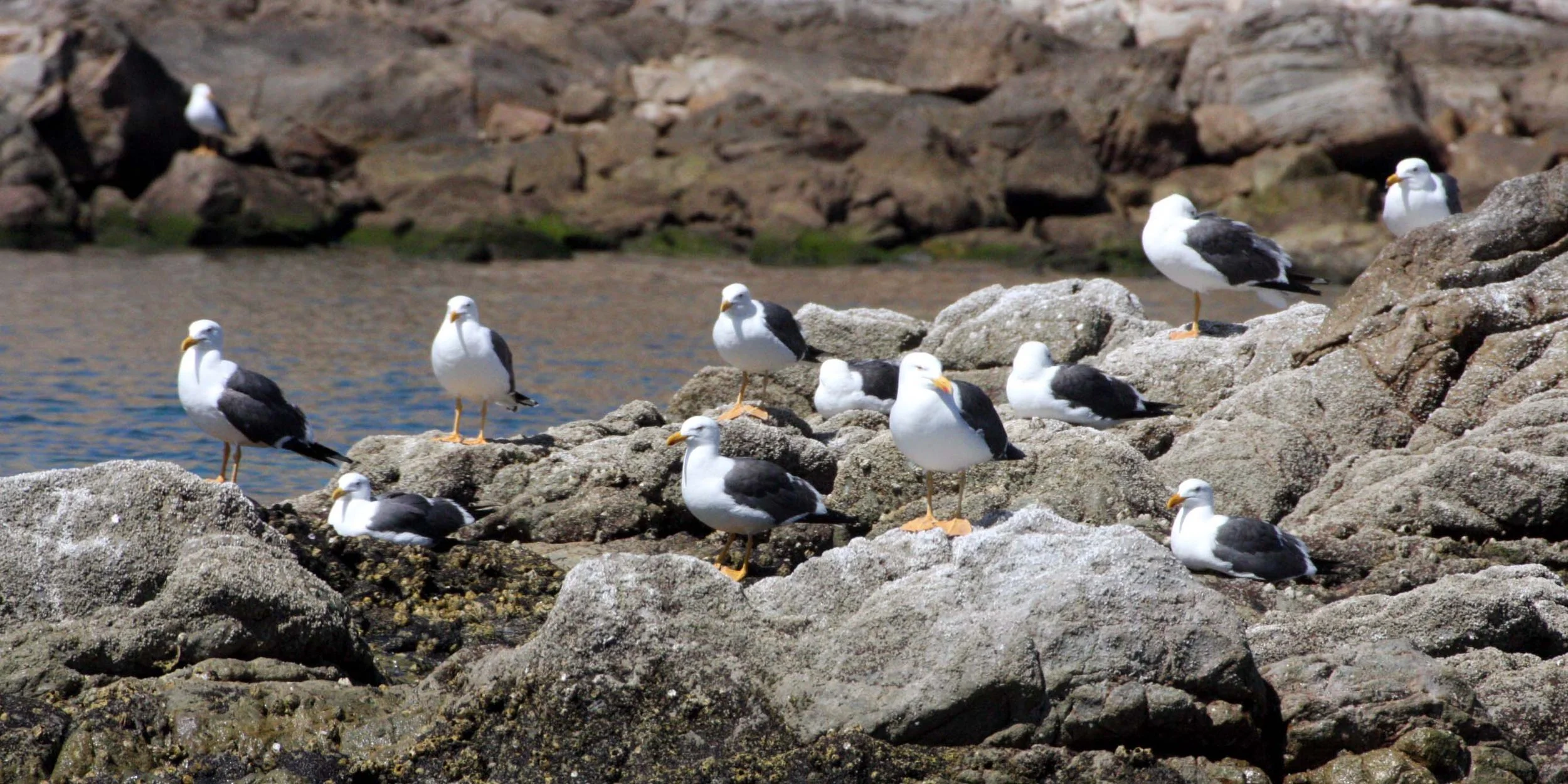 BIRD - GULL - YELLOW-FOOTED GULL - ISLA SANTA CATALINA BAJA MEXICO (3).JPG