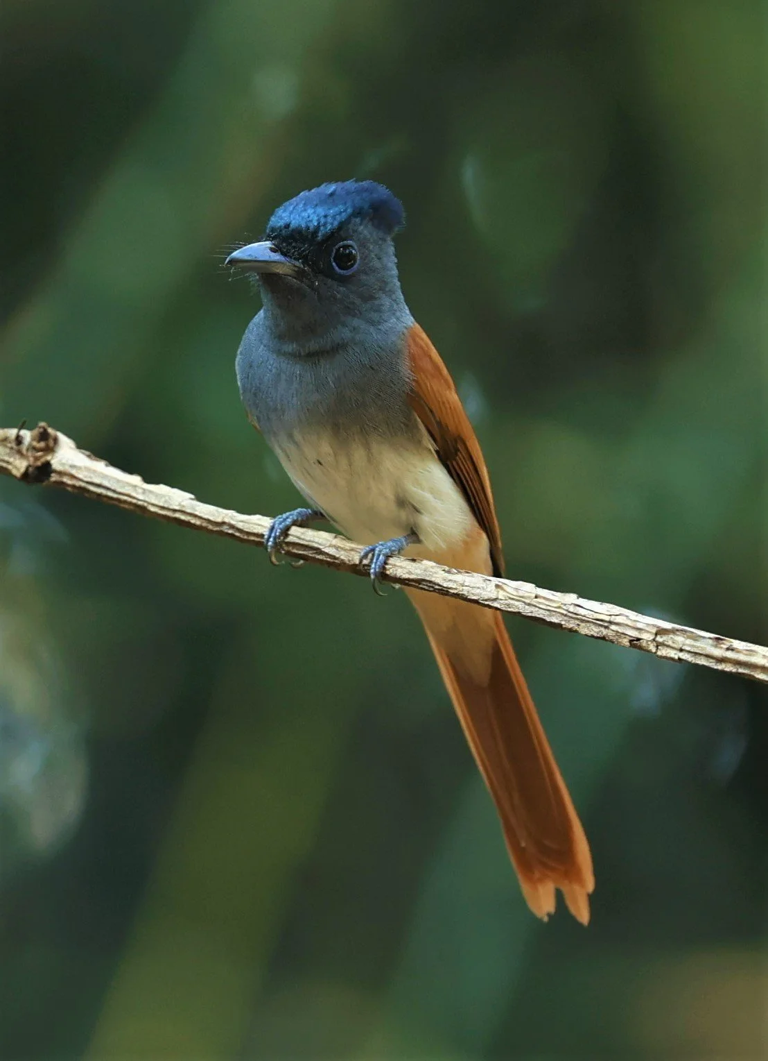PARADISE-FLYCATCHER - BLYTH'S PARADISE-FLYCATCHER - Terpsiphone affinis - WAT THAM PRATHUM CHONBURI JAN 30 2022 (14).jpg