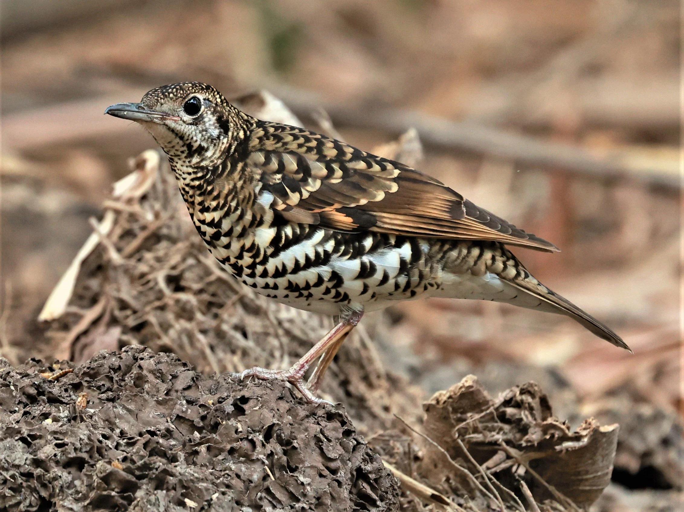 White's Thrush (Zoothera aurea) Putthamonthon Park Nakhon Pathom Thailand (144).jpg
