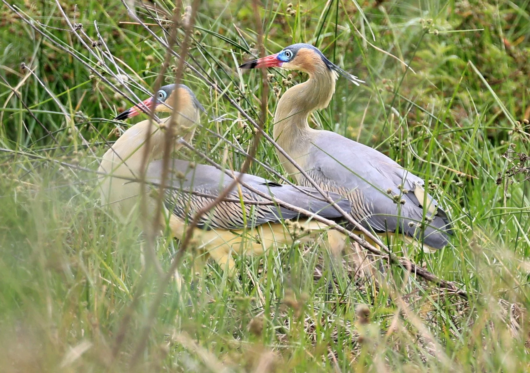 Whistling Heron (Syrigma sibilatrix) Agua Dulce Paraguay (16).jpg