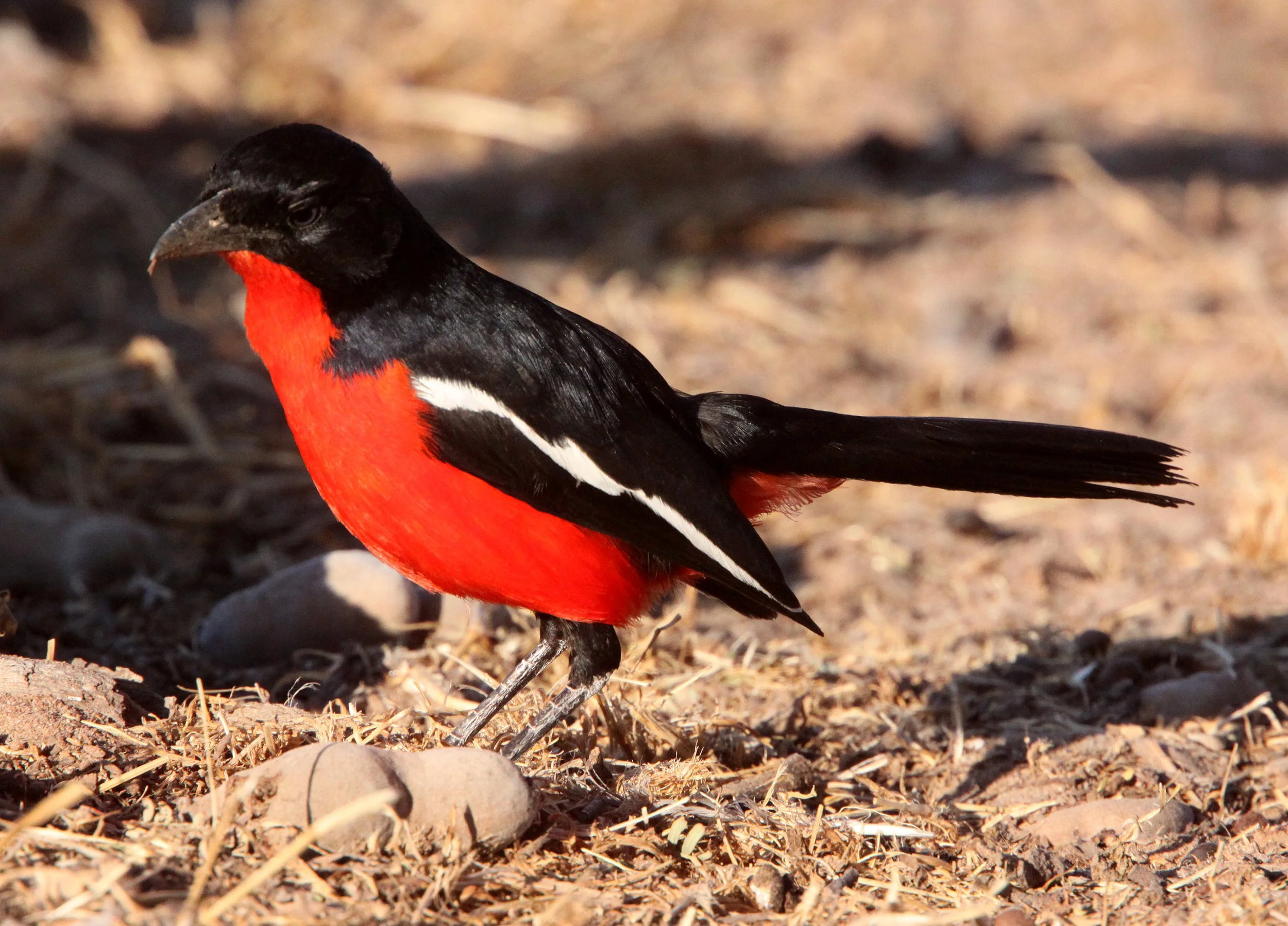 Crimson-breasted Shrike (Laniarius atrococcineus) Kgalagadi NP South Africa (12).JPG