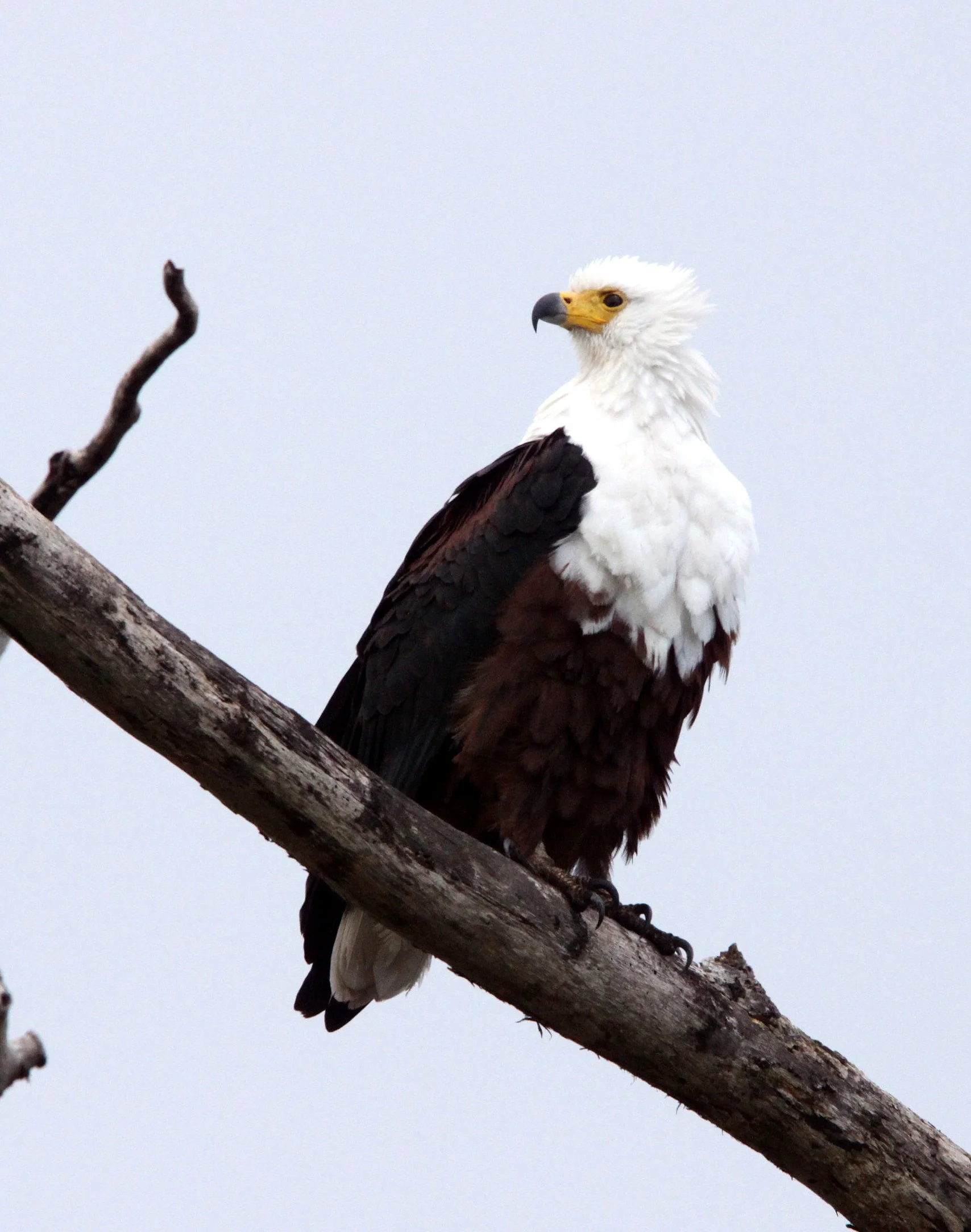 Haliaeetus vocifer - AFRICAN FISH EAGLE - SAINT LUCIA WETLANDS RESERVE - SOUTH AFRICA (8).JPG