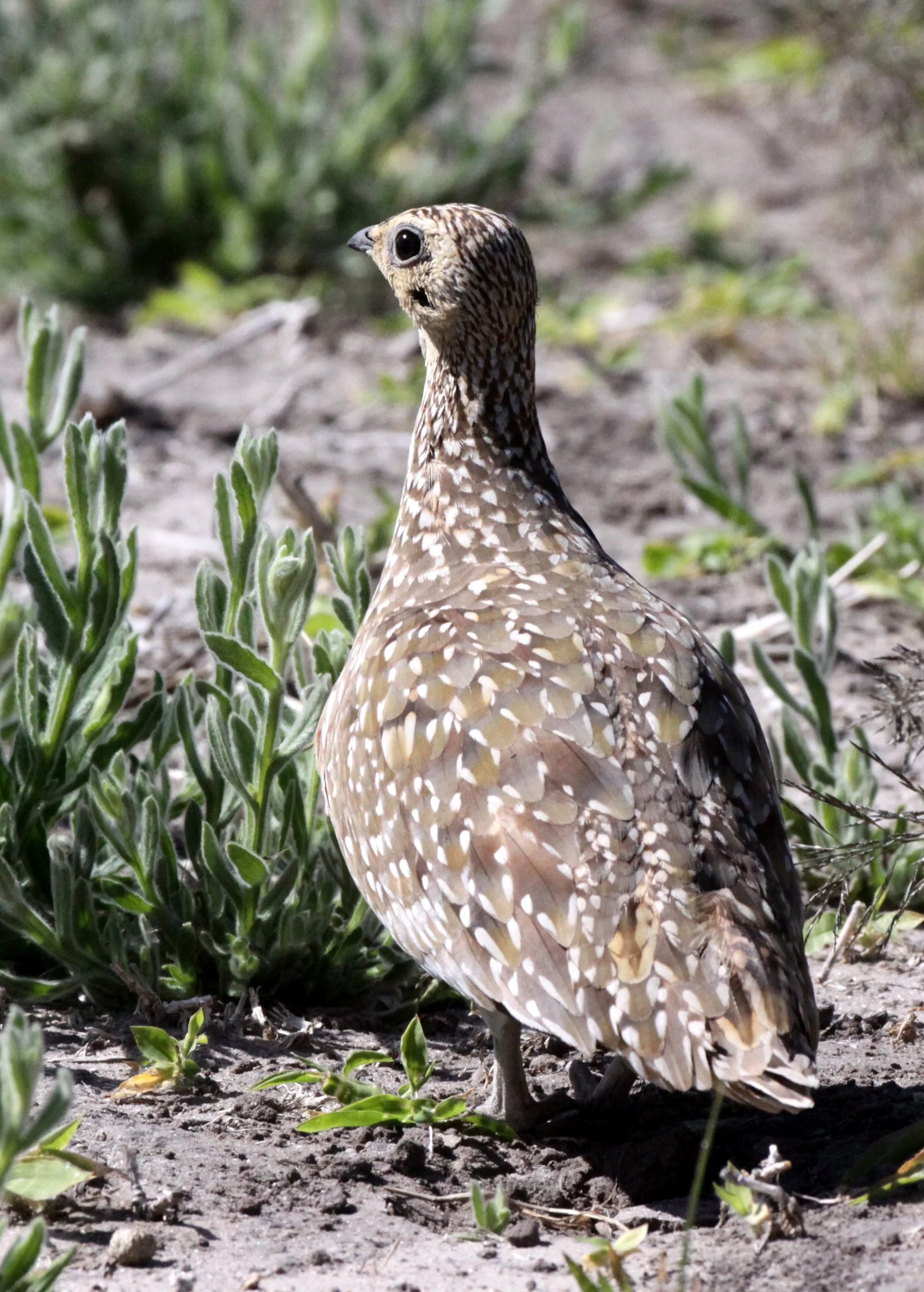 Burchell's Sandgrouse (Pterocles burchelli) Chobe NP Botswana (4).JPG