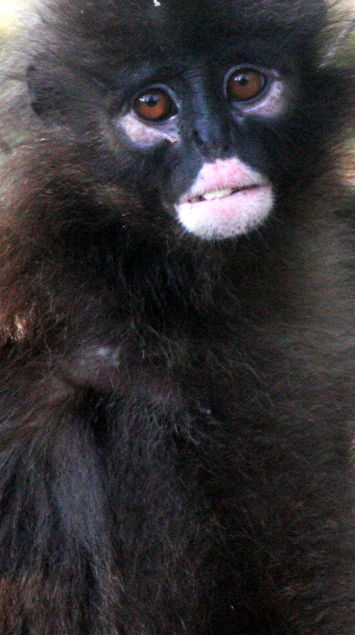 CERCOPITHECIDAE - Presbytis robinsoni - ROBINSON'S BANDED LANGUR - NAKHONSITHAMMARAT ZOO (5).JPG