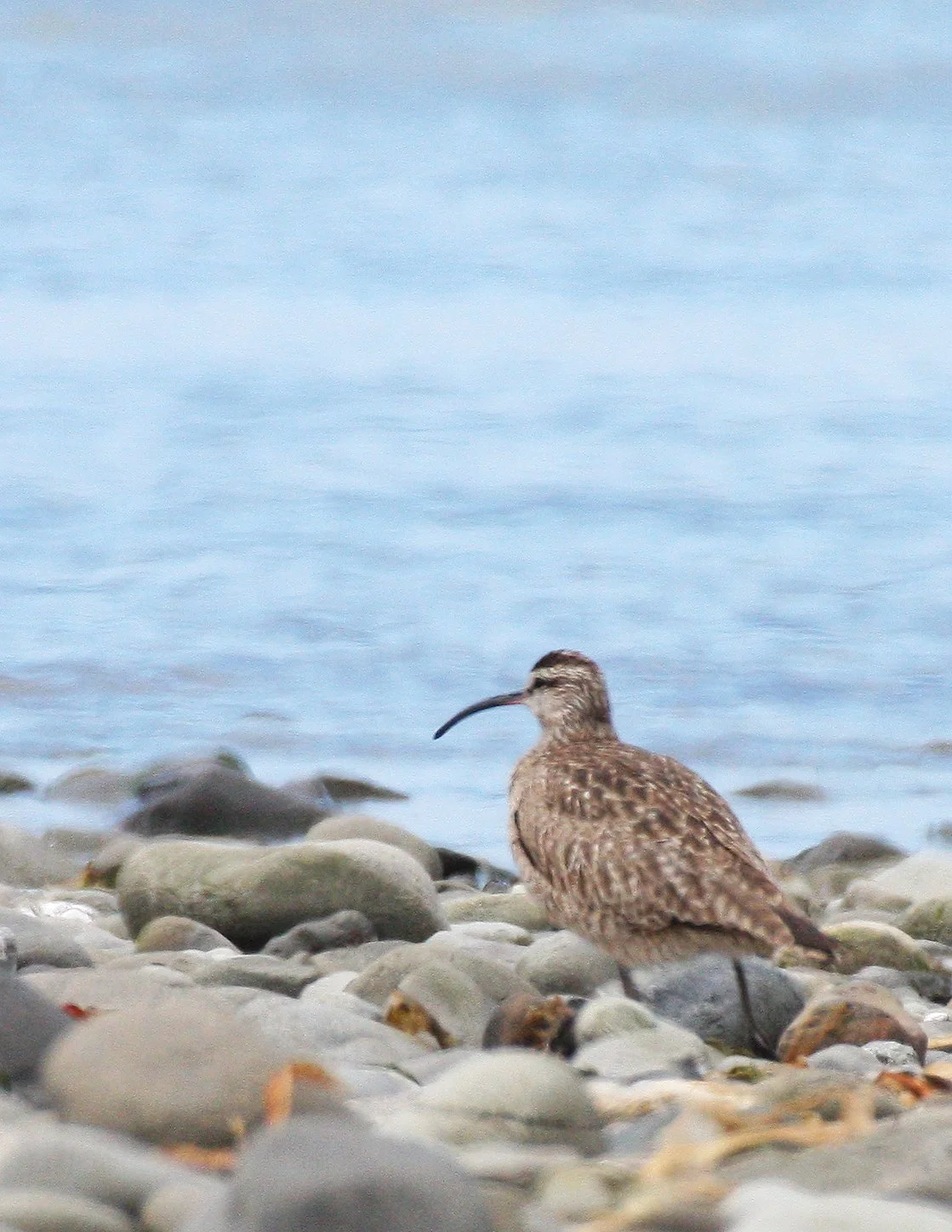 BIRD - WHIMBREL - ELWHA RIVER MOUTH WA (8).JPG