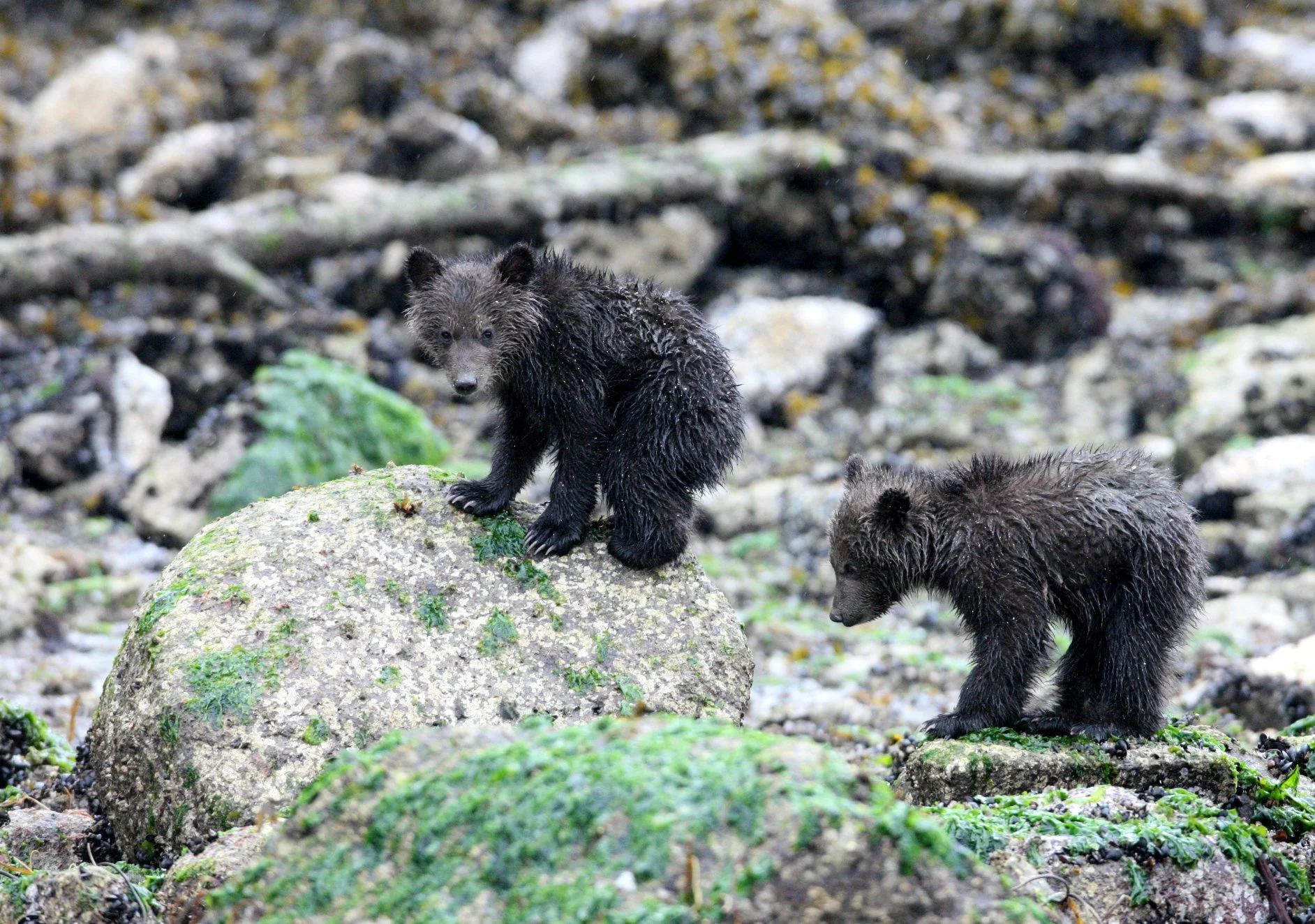 Ursus arctos stikeenensis - STICKEEN'S GRIZZLY BEAR - MOM AND HER FIRST YEAR CUBS - KNIGHT'S INLET BRITISH COLUMBIA (46).JPG