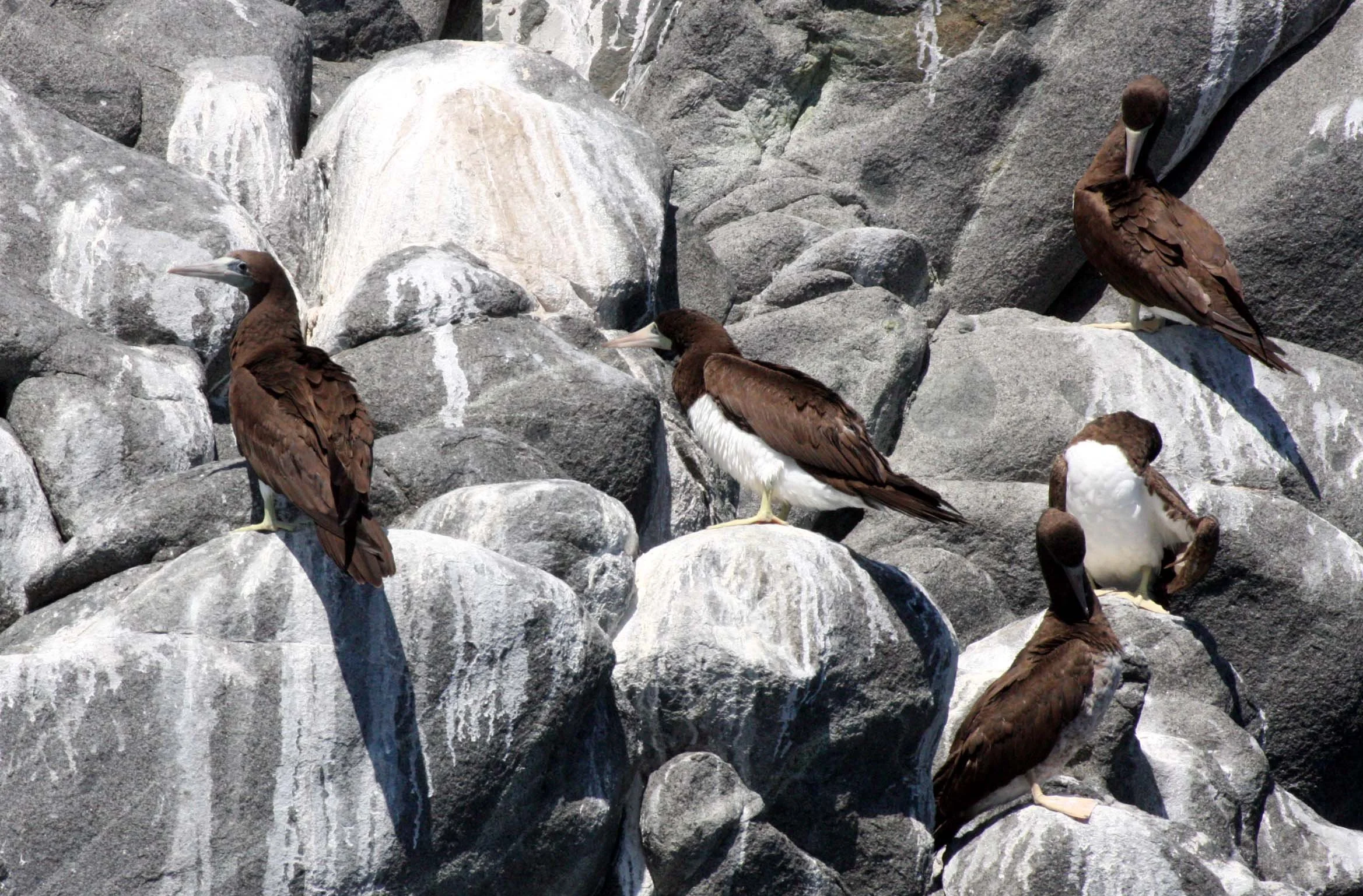 Brown Booby (Sula leucogaster) Santa Catalina Island Baja Mexico (1).JPG