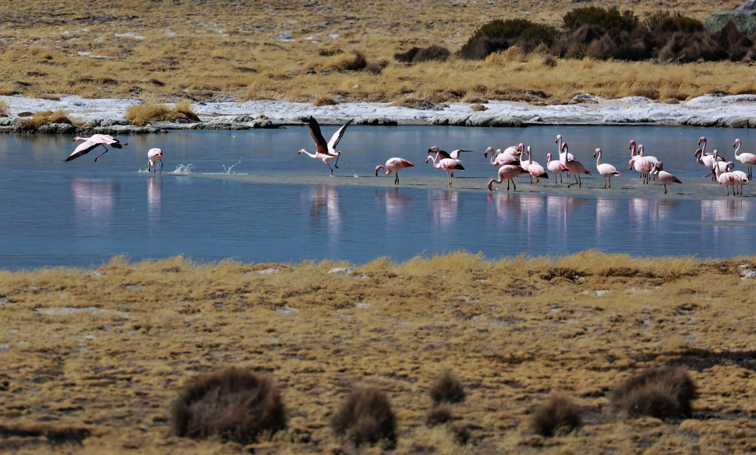 Flamingo - James's Flamingo - Phoenicoparrus jamesi - mixed with Andean flamingo - Phoenicoparrus andinus -  Lauca National Park, Chile (4).jpg