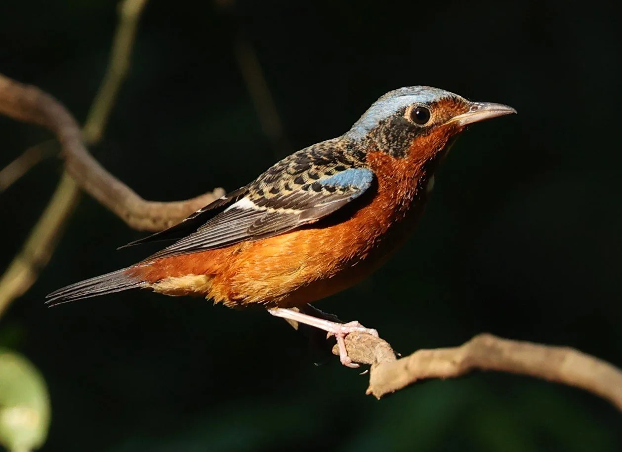ROCK-THRUSH - WHITE-THROATED ROCK-THRUSH - Monticola gularis - WAT THAM PRATHUM CHONBURI JAN 30 2022 (31).jpg