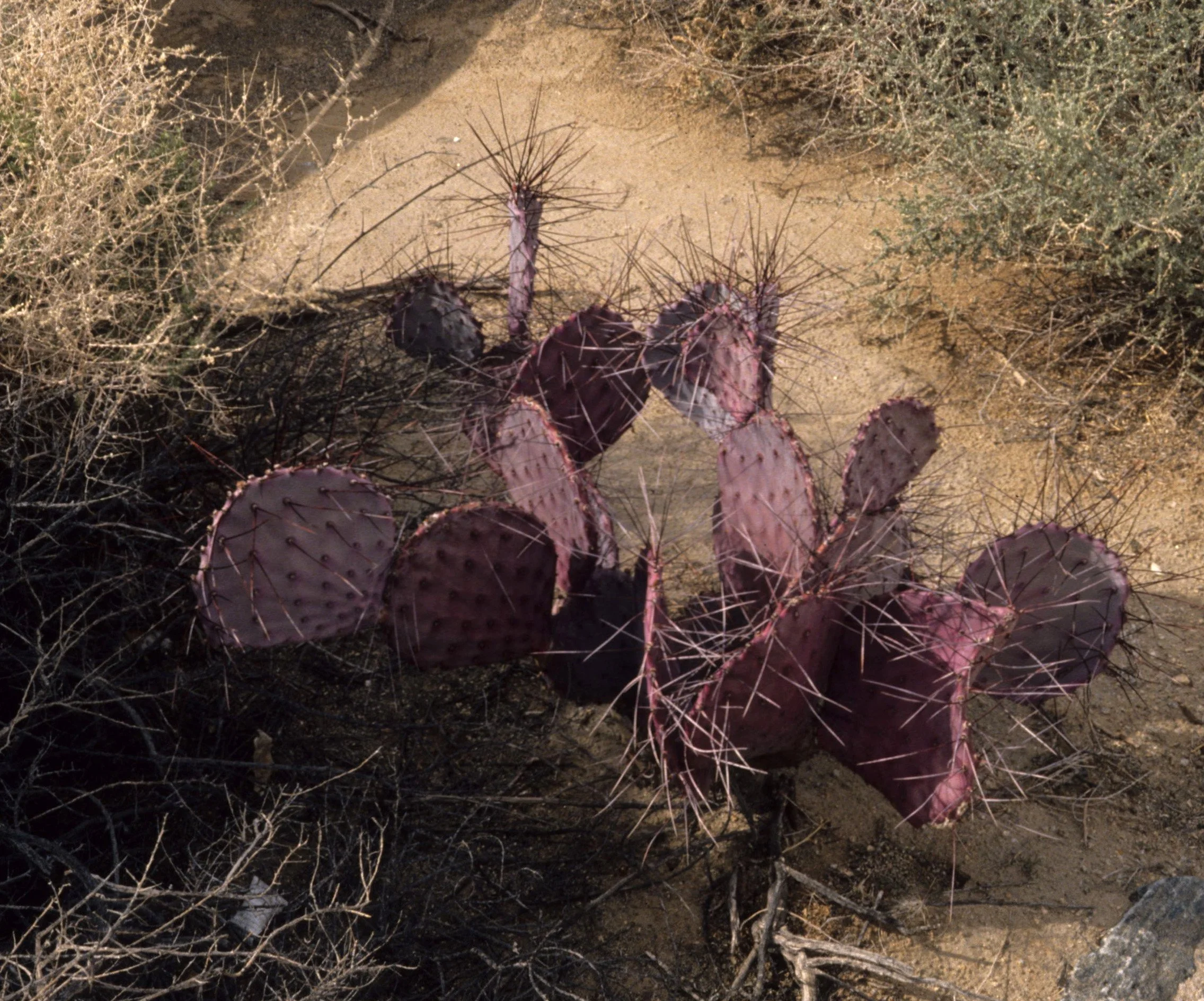 ANZA BORREGO - CACTACEAE - OPUNTIA SPECIES - LAVENDER CACTUS.jpg