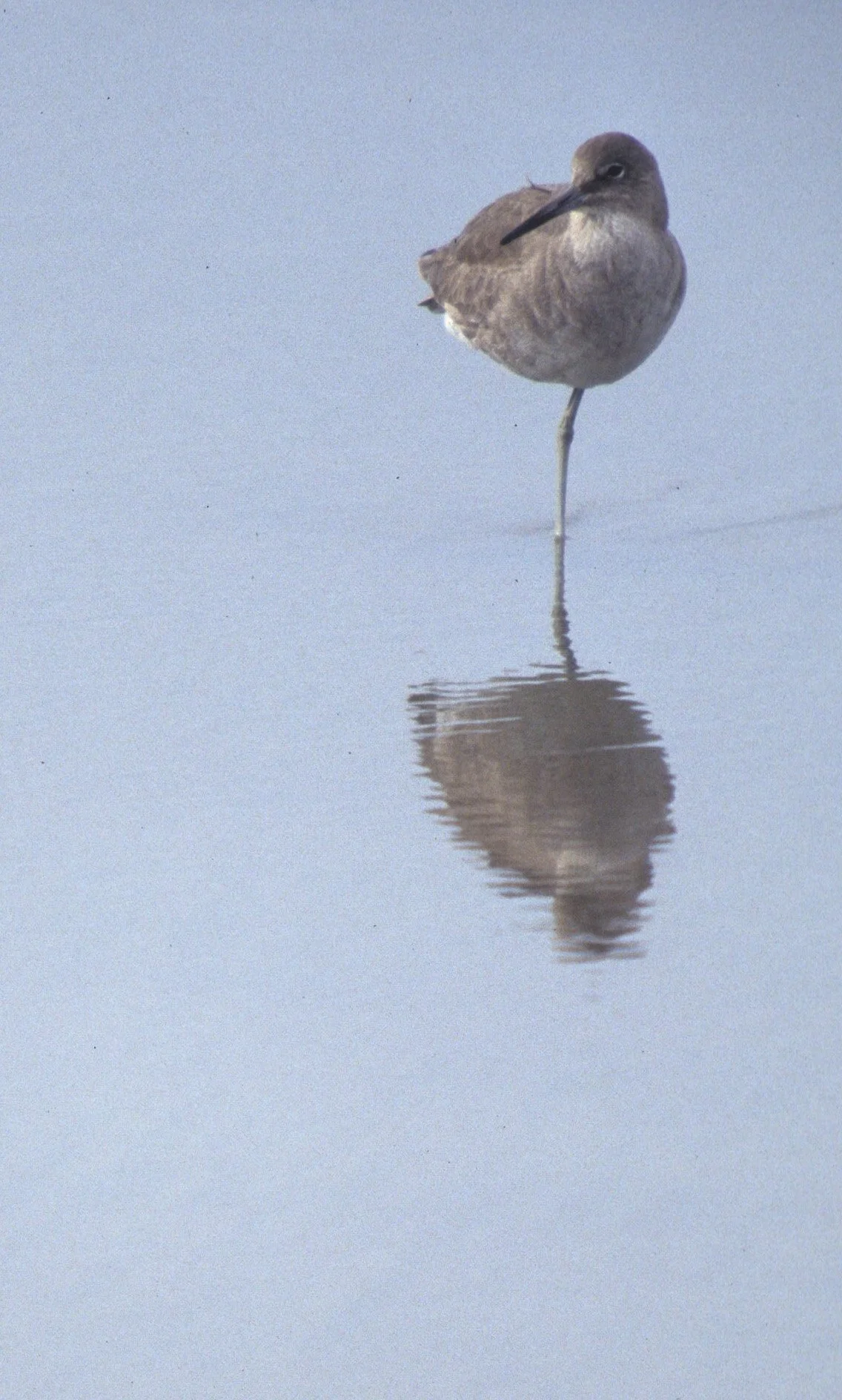 BIRD - WILLET - POINT REYES C.jpg