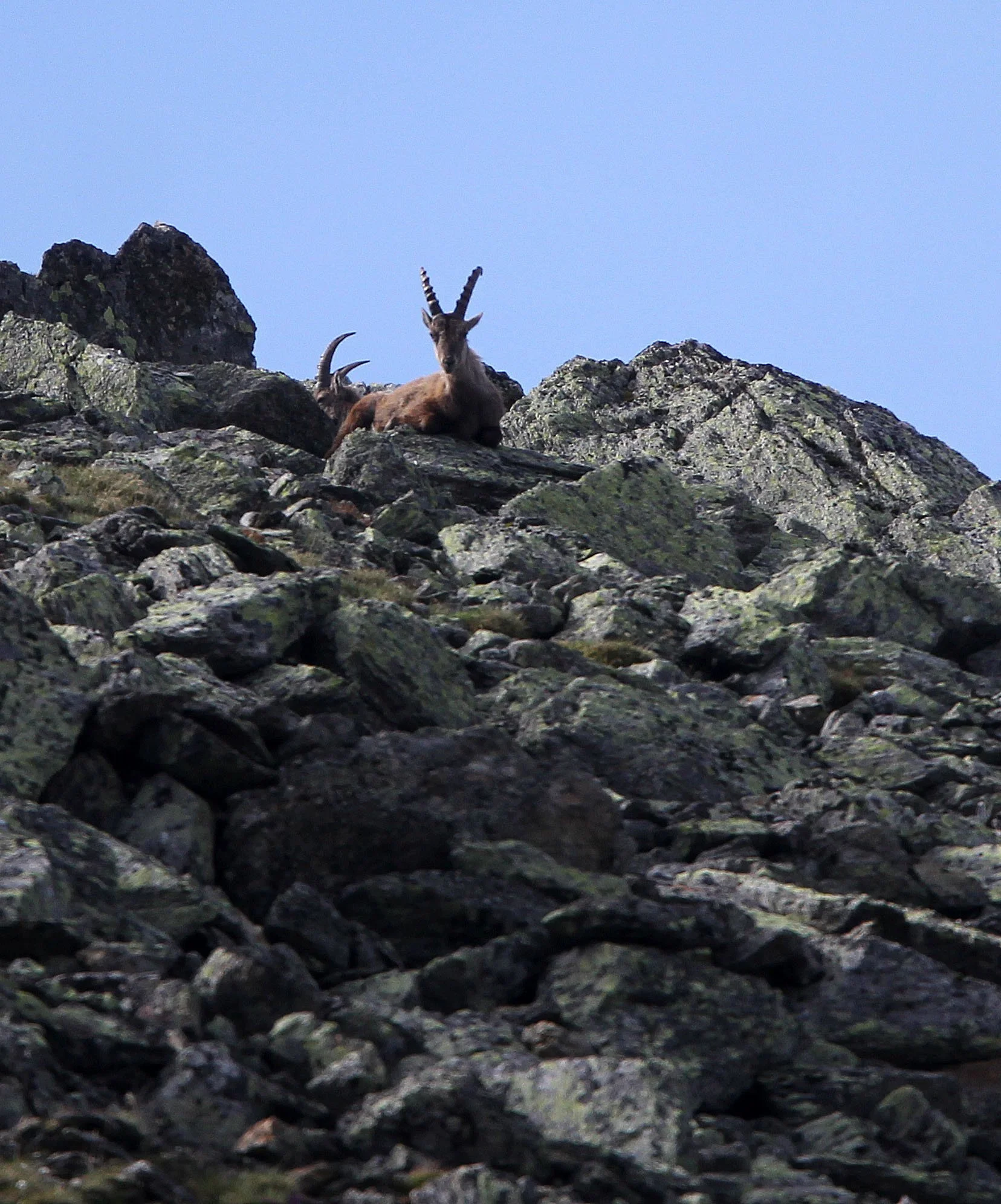 IBEX - ALPINE IBEX - Capra ibex - STELVIO NATIONAL PARK ITALY (42).JPG