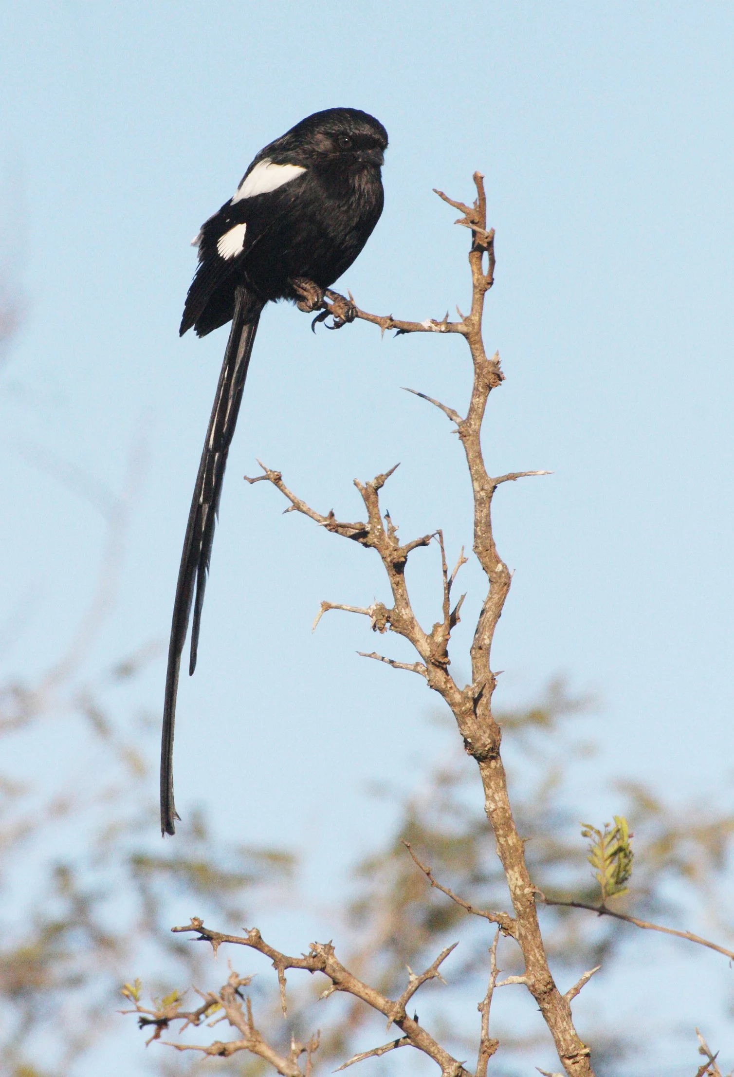 Magpie (Long-tailed) Shrike (Lanius melanoleucus) Kruger NP South Africa (3).JPG