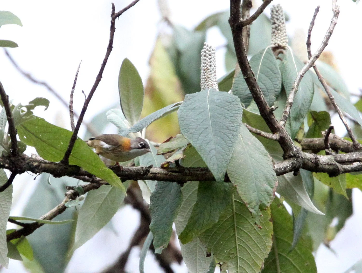 Rufous-vented Yuhina (Yuhina occipitalis) Wuliangshan Reserve, Yunnan China 