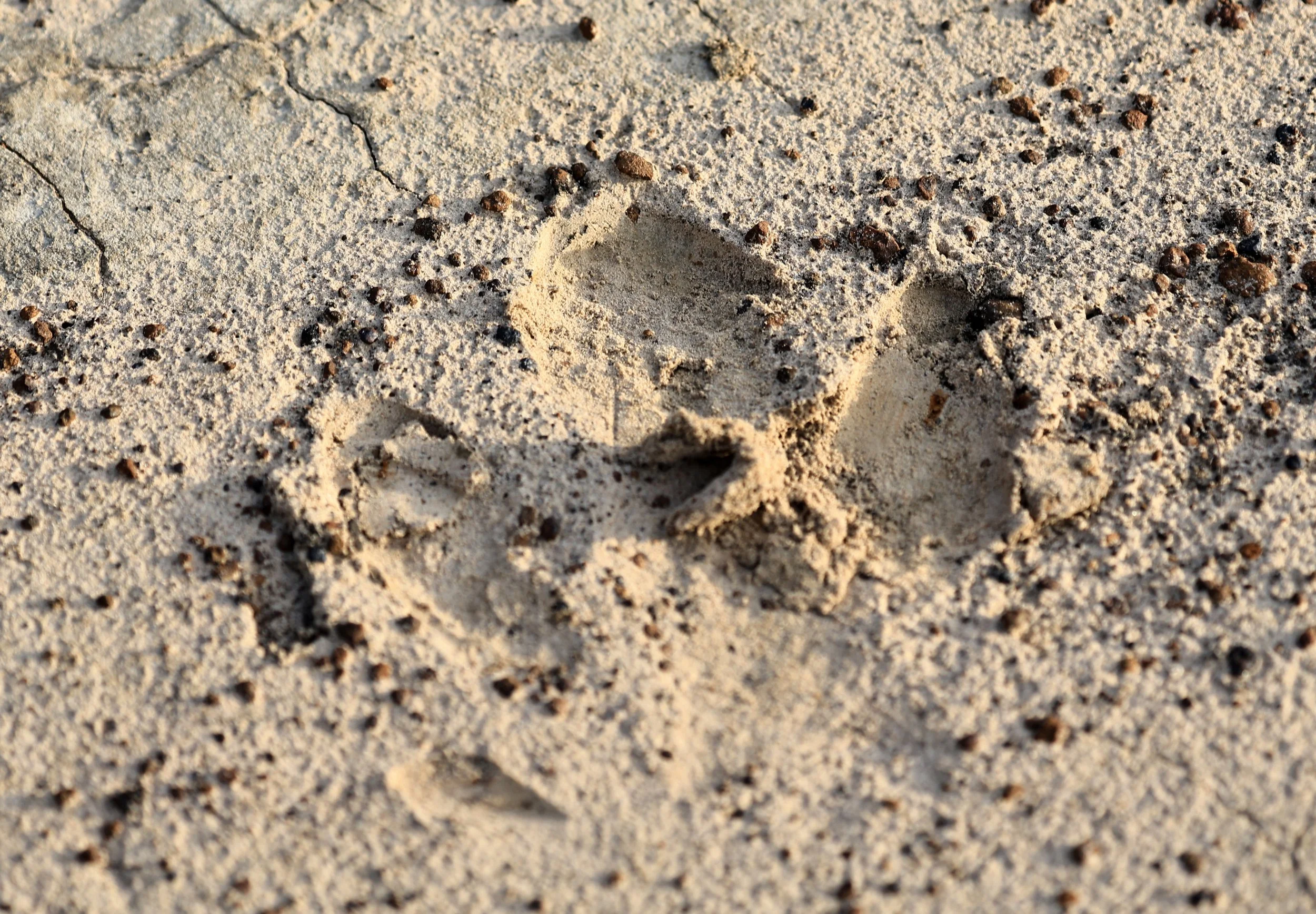 Tapir (Tapirus terrestris) tracks - Aurora Chaquena Reserve, Neuland Mennonite Colony Paraguay (2).jpg