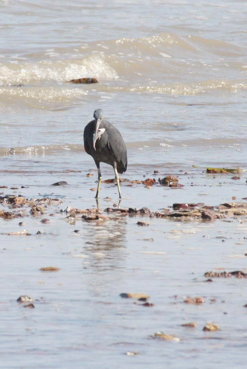 EGRET - PACIFIC REEF EGRET - Egretta sacra - KOH LANTA  (5).JPG