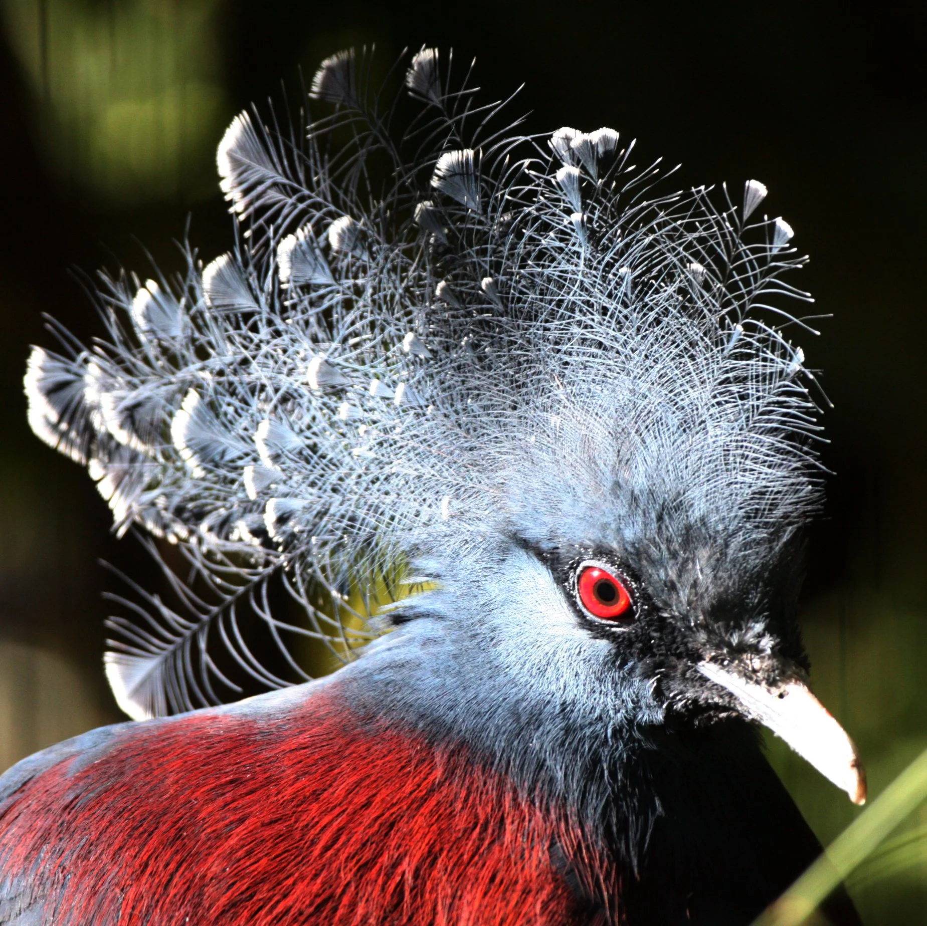 Western Crowned-Pigeon (Goura cristata) Woodland Park Zoo Seattle Washington (2).JPG
