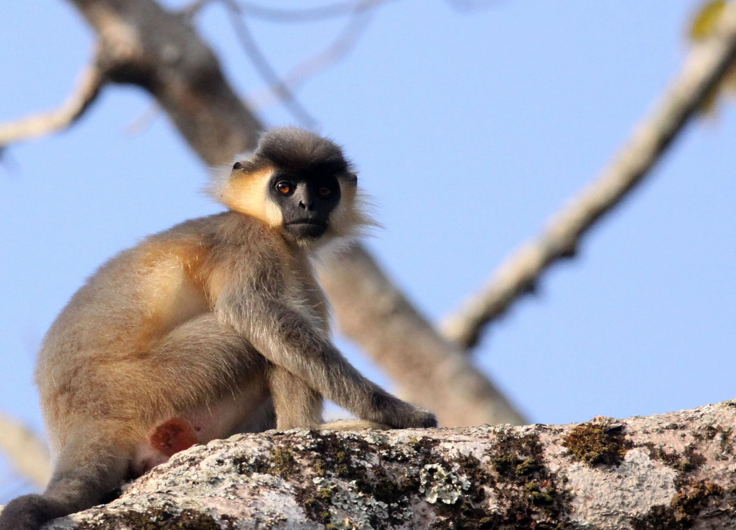 CERCOPITHECIDAE - Trachypithecus pileatus tenebricus - TENEBROUS CAPPED LANGUR - KAZIRANGA NATIONAL PARK ASSAM INDIA (18).JPG