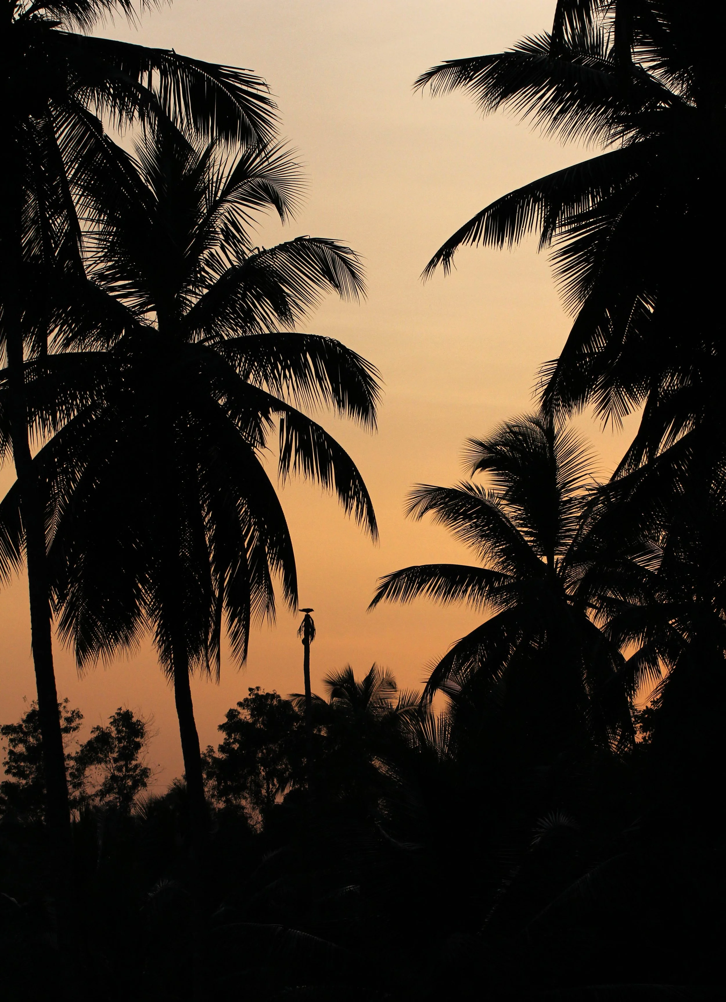 NIGAMBU FOREST AREA SRI LANKA PHOTO BY SOM SMITH (7).JPG