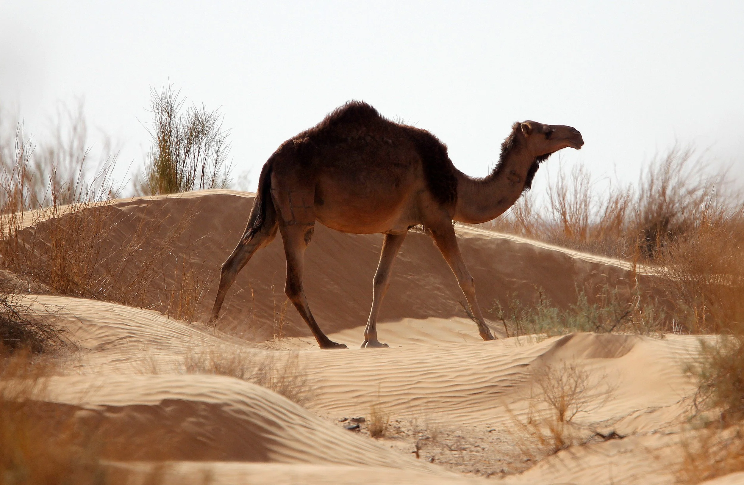 Dromedary (Camelus dromedarius) Tunisia