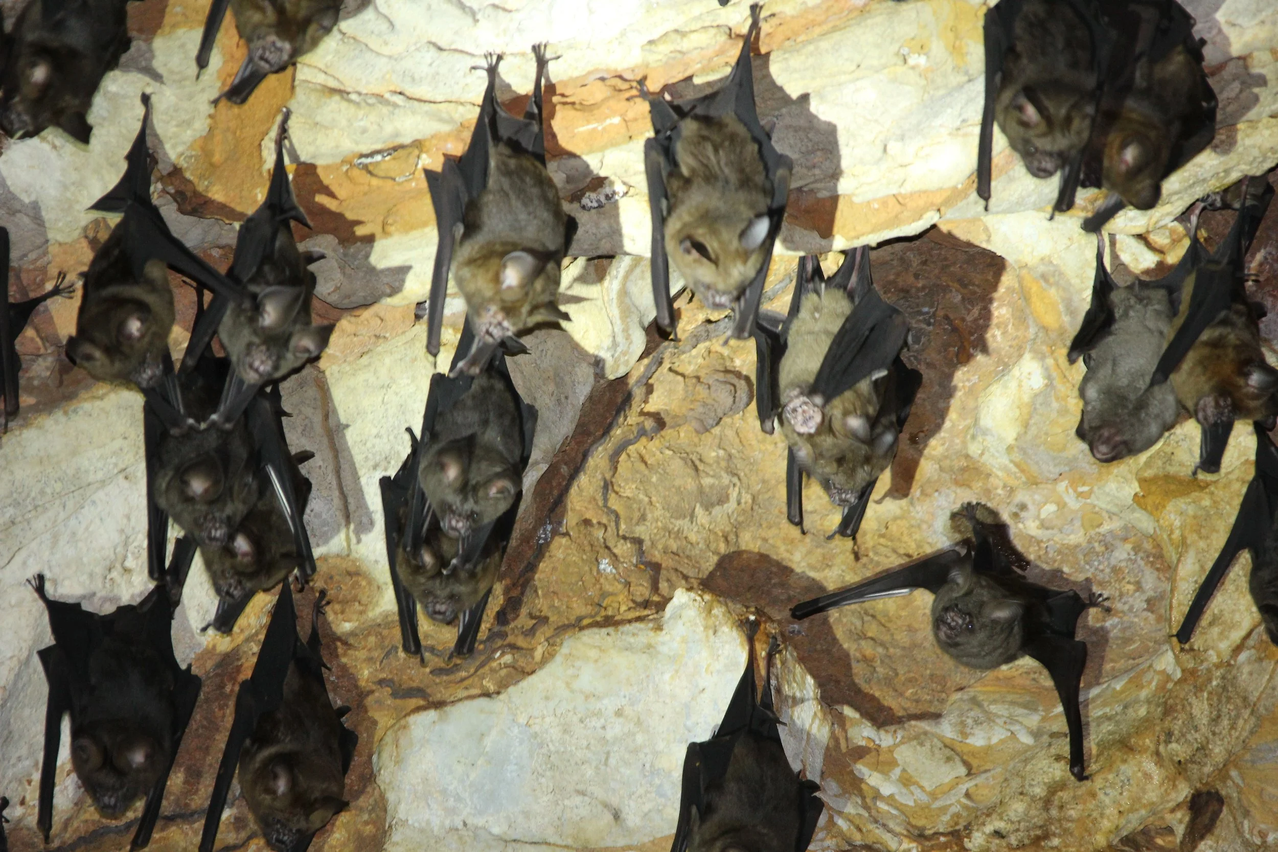ROUNDLEAF BAT - GREAT ROUNDLEAF BAT - Hipposideros armiger - PHI THA KHON TEMPLE LOEI (11).JPG
