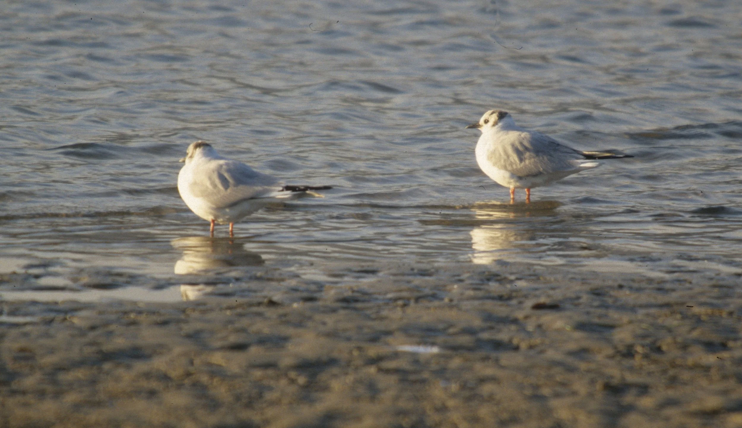 BIRD - GULL - BONAPARTES - BODEGA BAY D.jpg