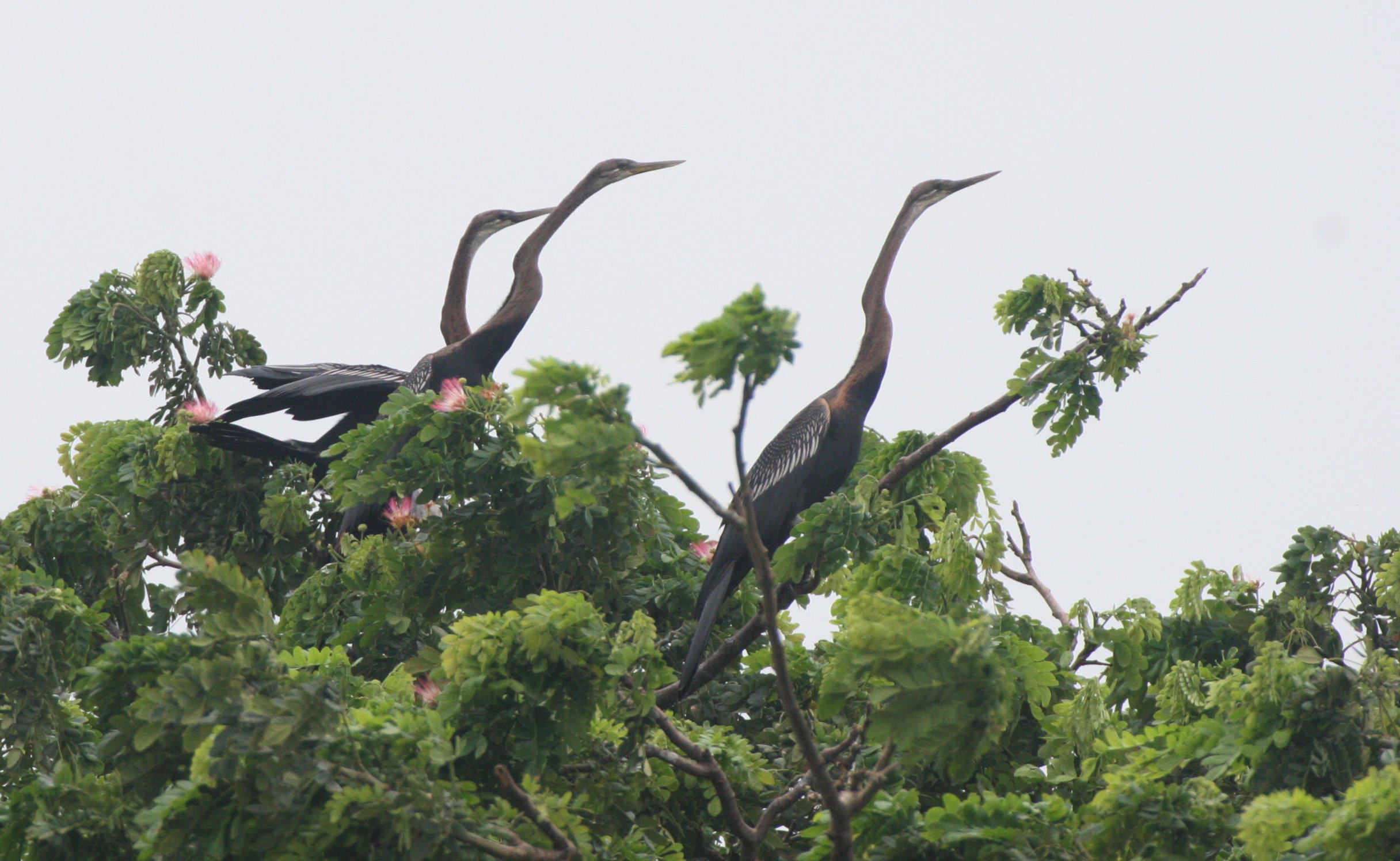 DARTER - Anhinga melanogaster - BUENG BORAPHET THAILAND (2).JPG