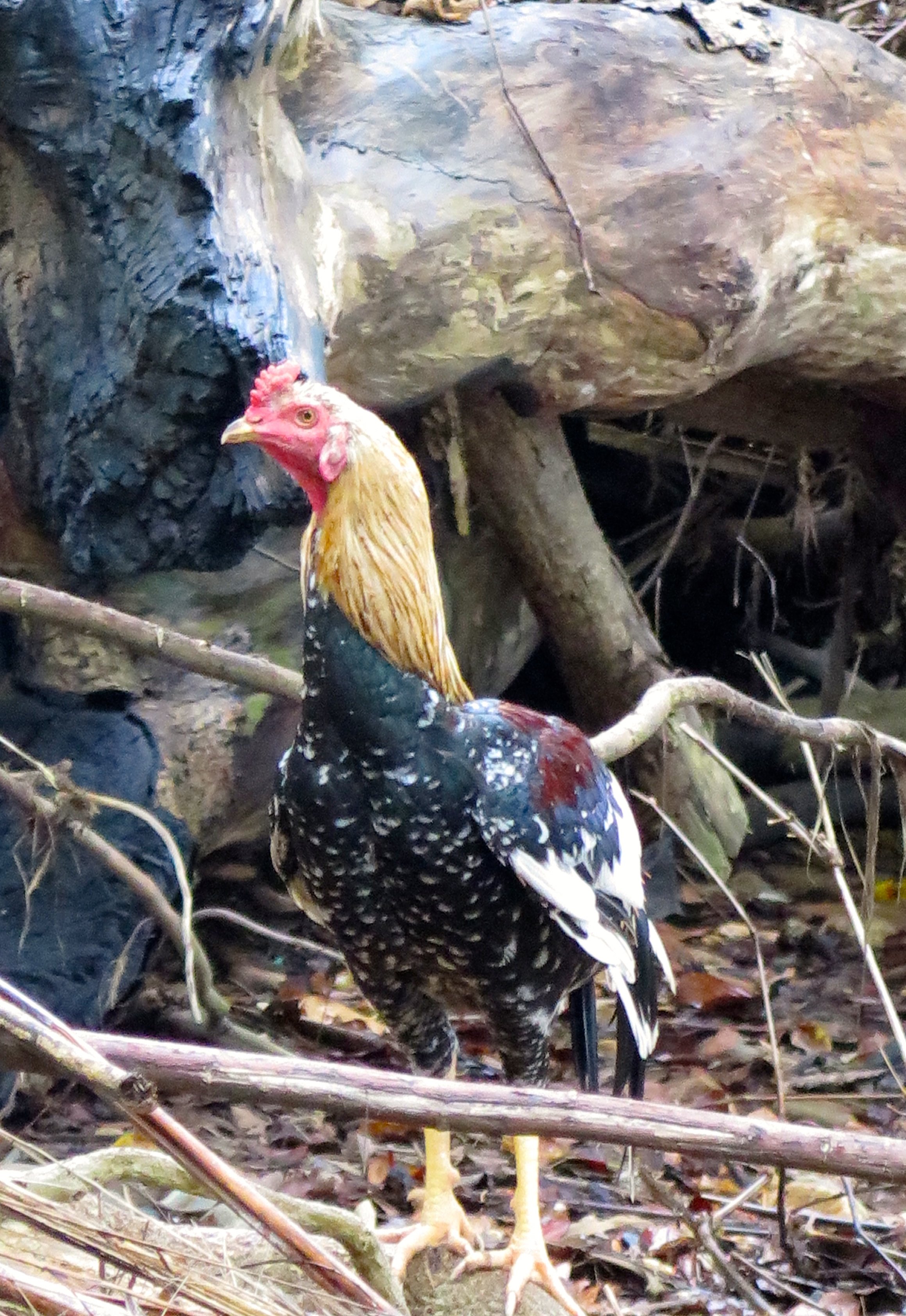 LANTA PROJECT - NOVEMBER 2014 UPDATE (95).jpg