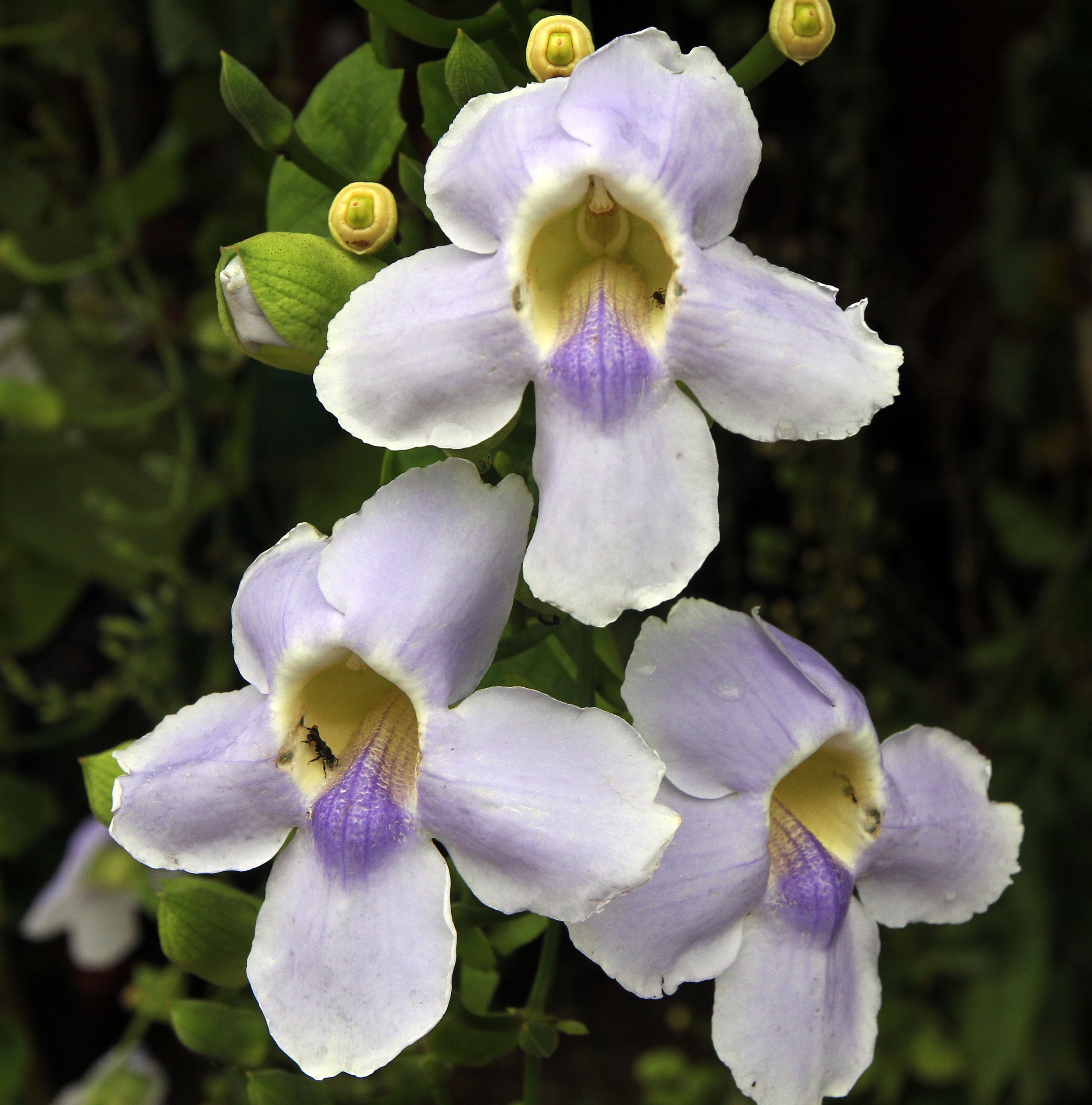 2015 Koh Lanta Summer Misc Images (120).JPG