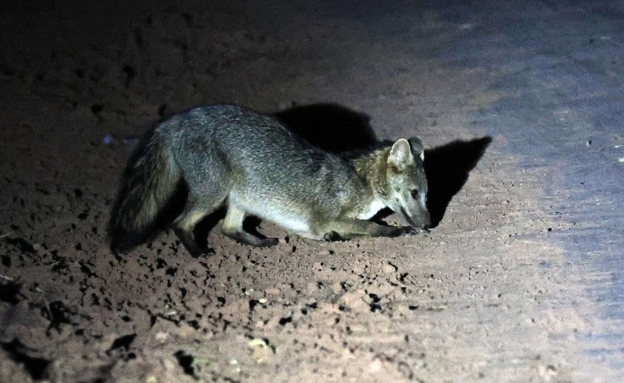 Crab-eating Fox (Cerdocyon thous) Agua Dulce Paraguay (36).jpg