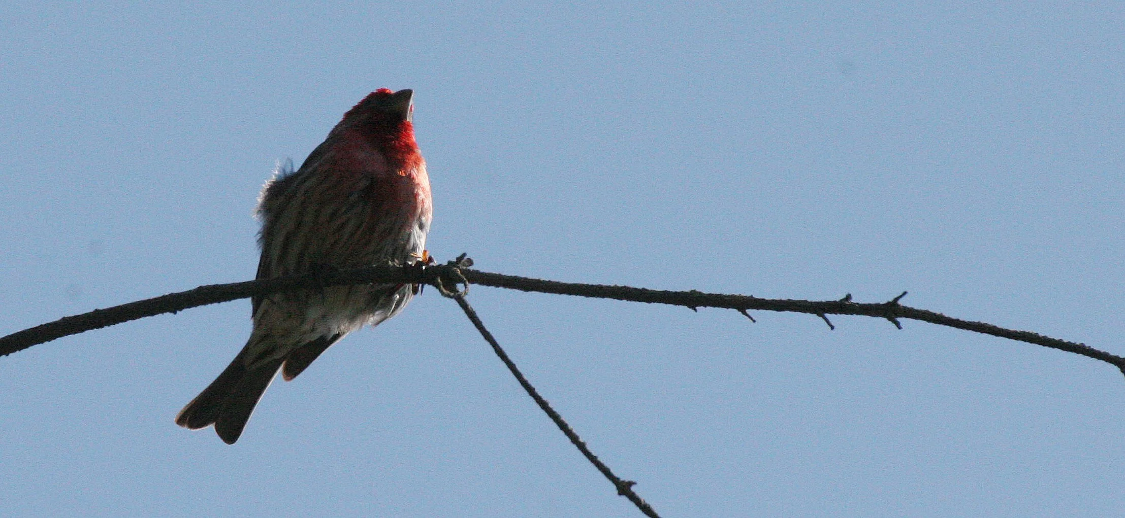 House Finch (Haemorhous mexicanus) Loreto Baja Mexico (15).jpg