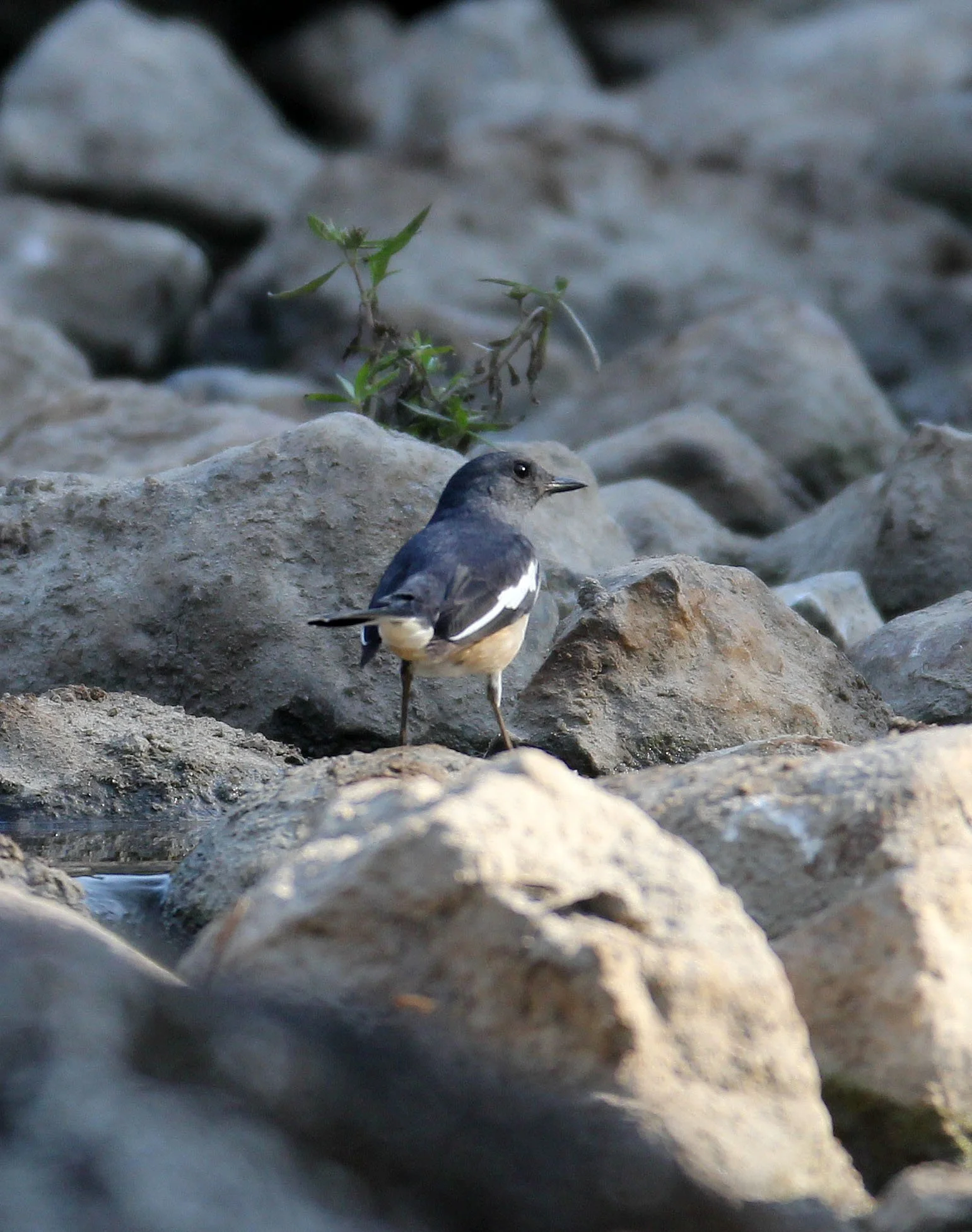 ROBIN - ORIENTAL MAGPIE ROBIN - Copsychus saulari - HUAI KHA KHAENG NATURE RESERVE - KAPOK KAPIEN STATION & MINERAL LICK (1).JPG