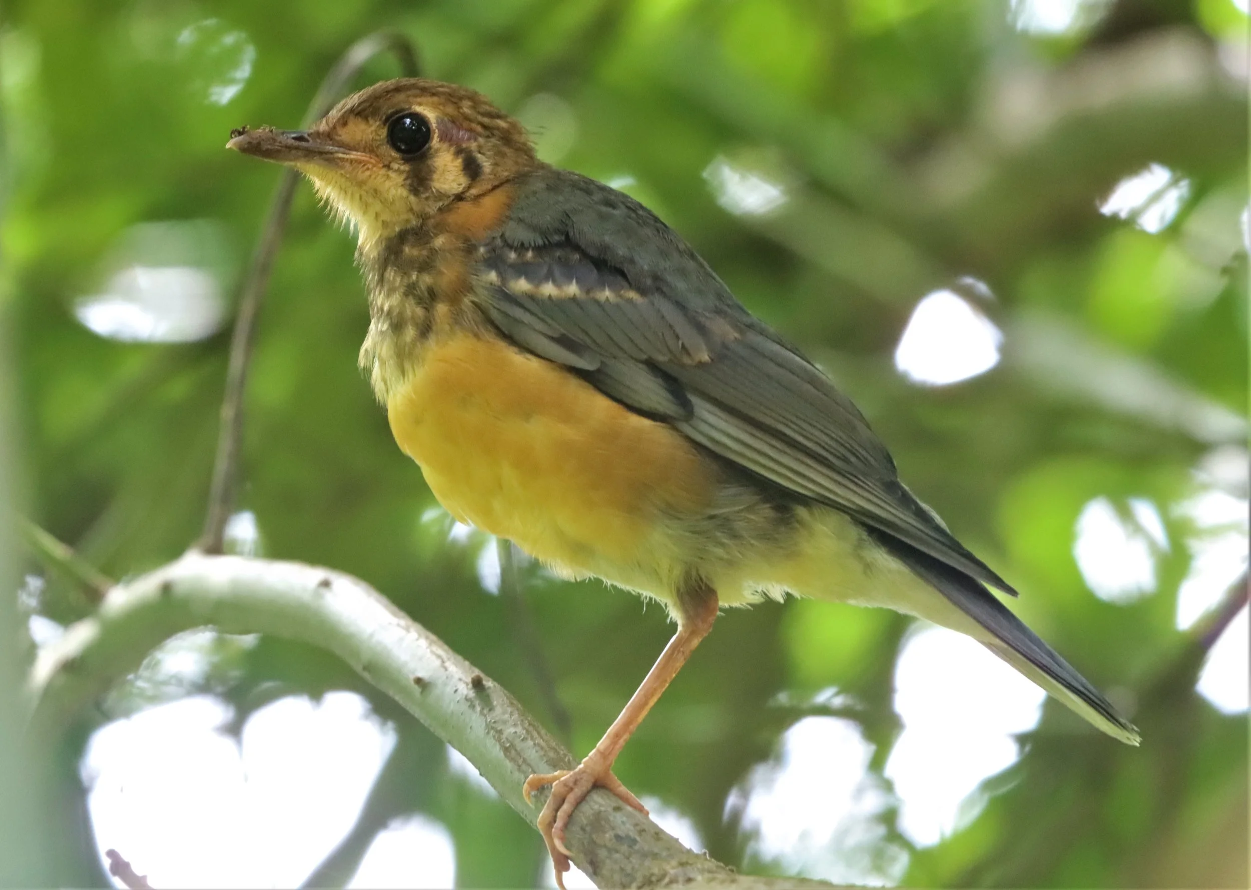 Orange-headed Thrush (Zoothera citrina) Doi Ang Kang Chiang Mai (2).jpg