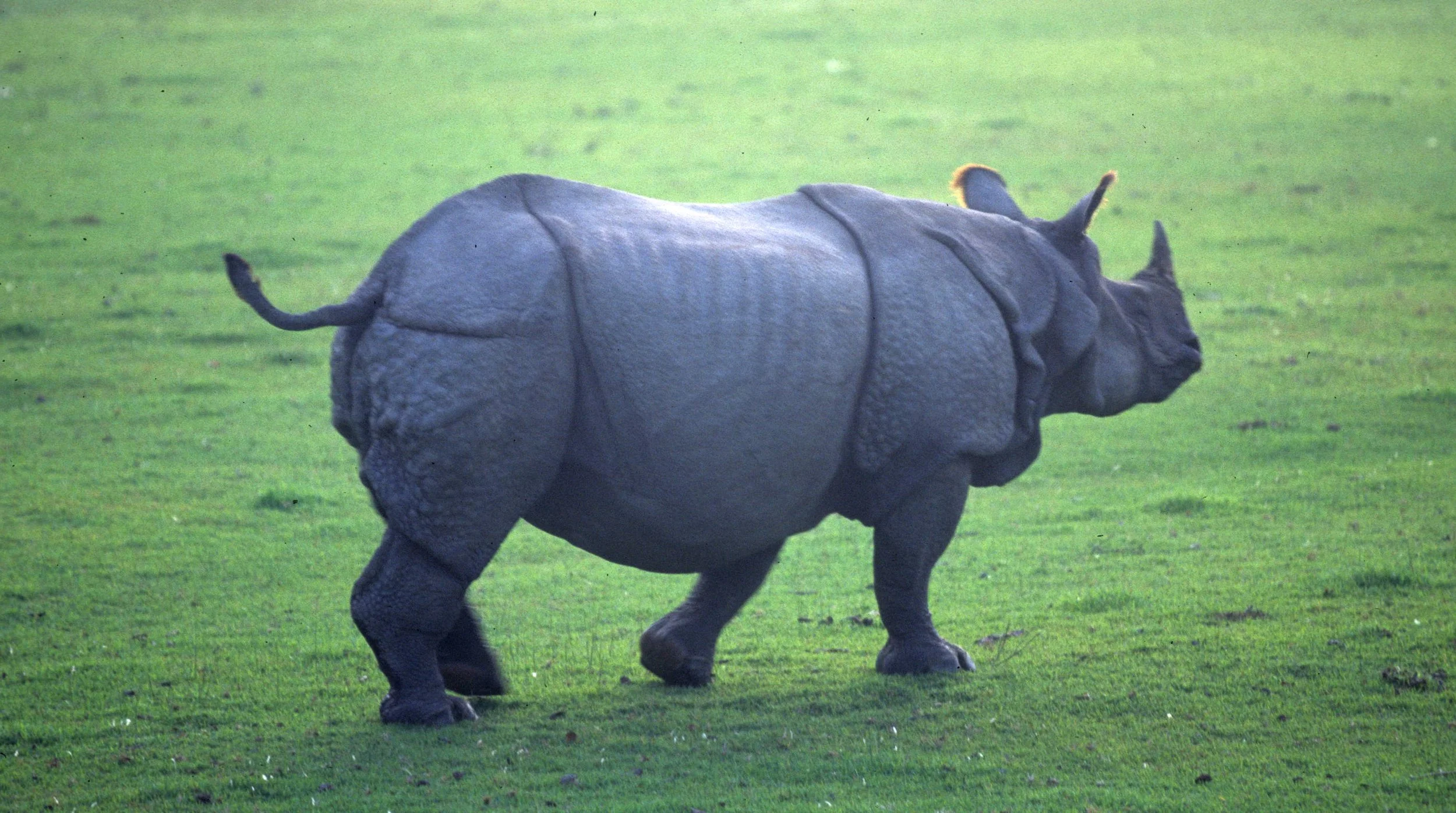 RHINO - ASIAN RHINO - CHITWAN NEPAL J.jpg