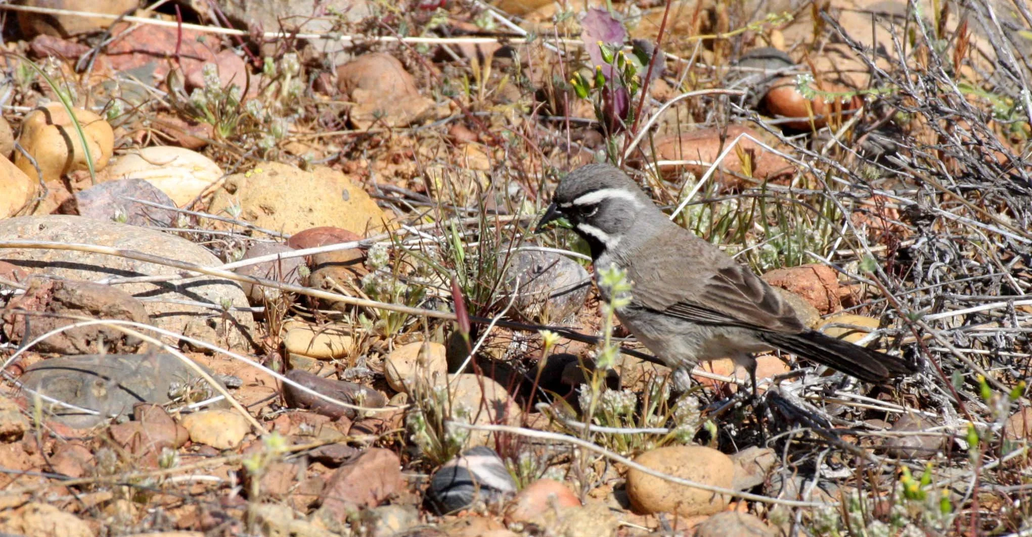 Black-throated Sparrow (Amphispiza bilineata) Catavina Desert Baja Mexico (5).JPG