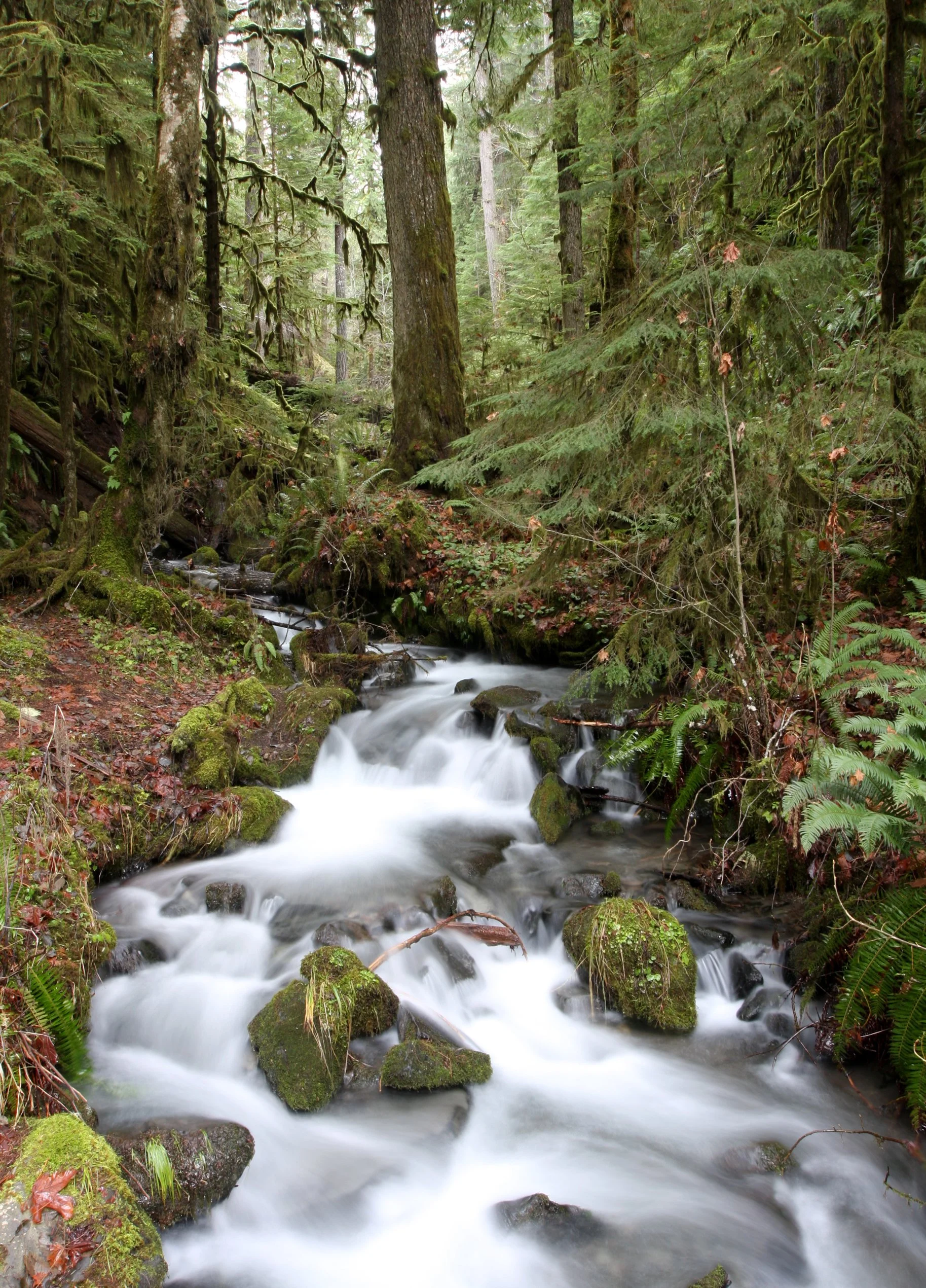 WHISKEY BEND TRAIL ROAD - SMALL STREAM (8).JPG