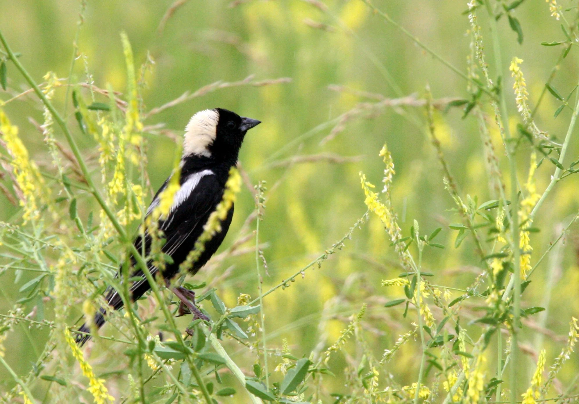 Bobolink (Dolichonyx oryzivorus) McKee Marsh Illinois (11).JPG