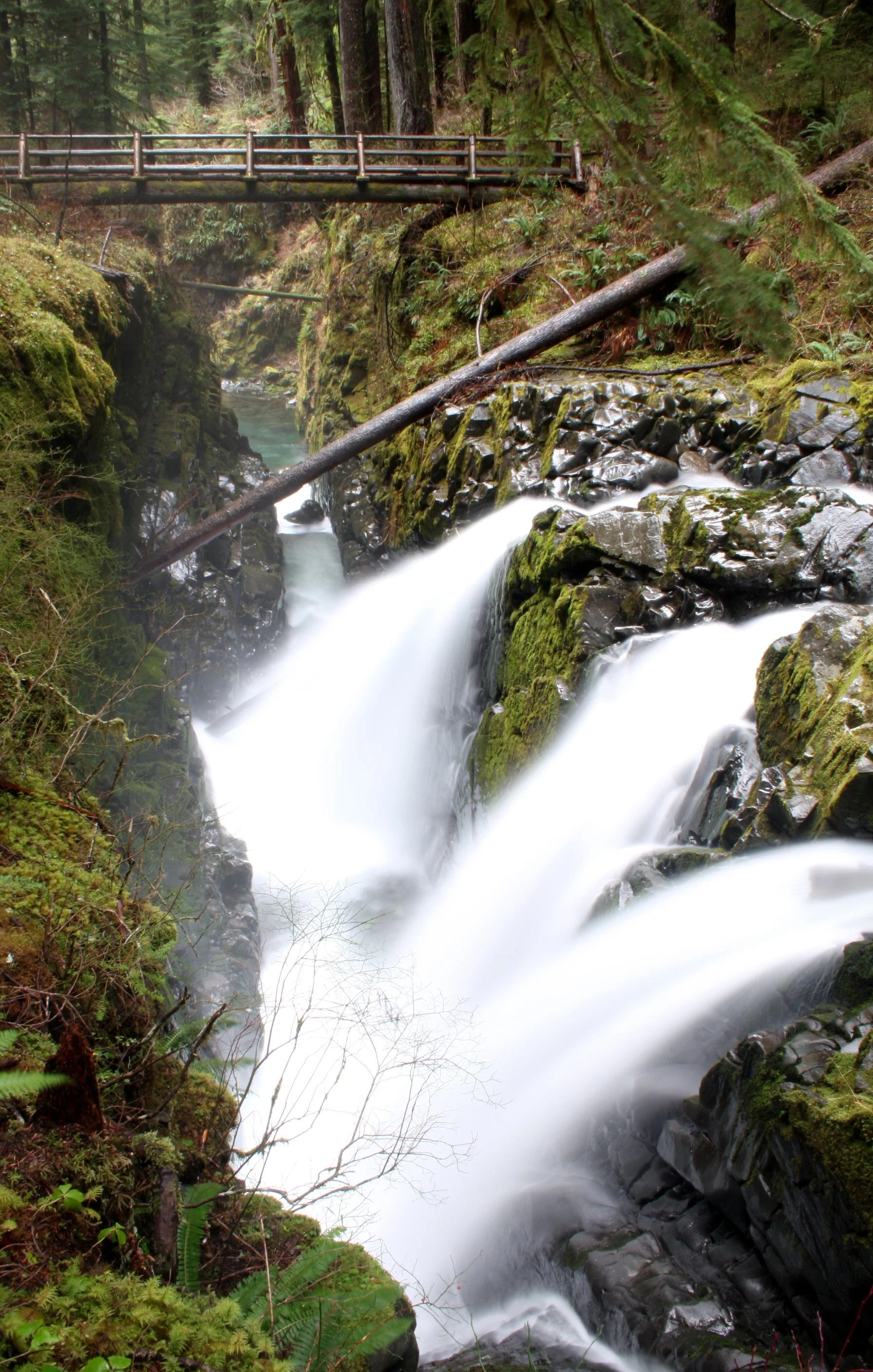 SOL DUC FALLS AND FOREST - ONP WA (50).JPG