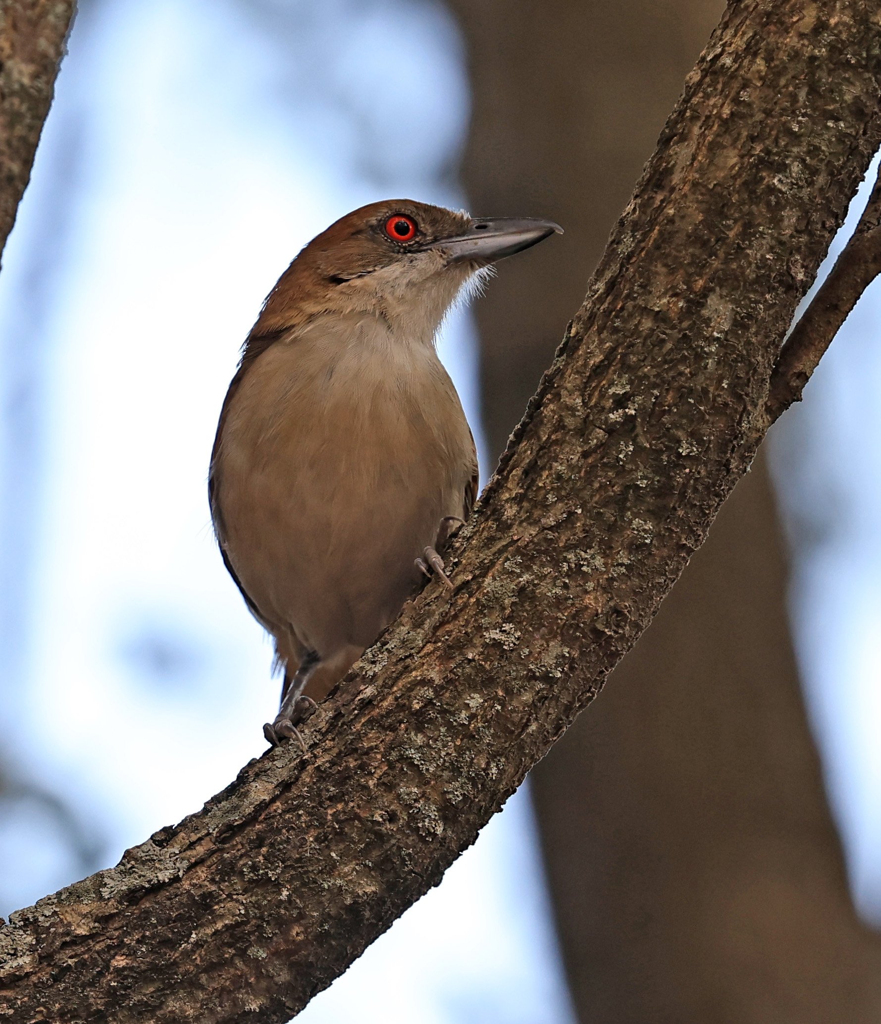 Great Antshrike (Taraba major) Hotel Campestre Iparoma Paraguay (26).jpg