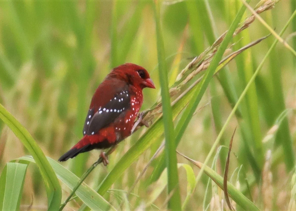 RED AVADAVAT - Amandava amandava - LAD KRABANG  THAP YAO RICE FIELDS AUGUST 14 2021 (104).jpg