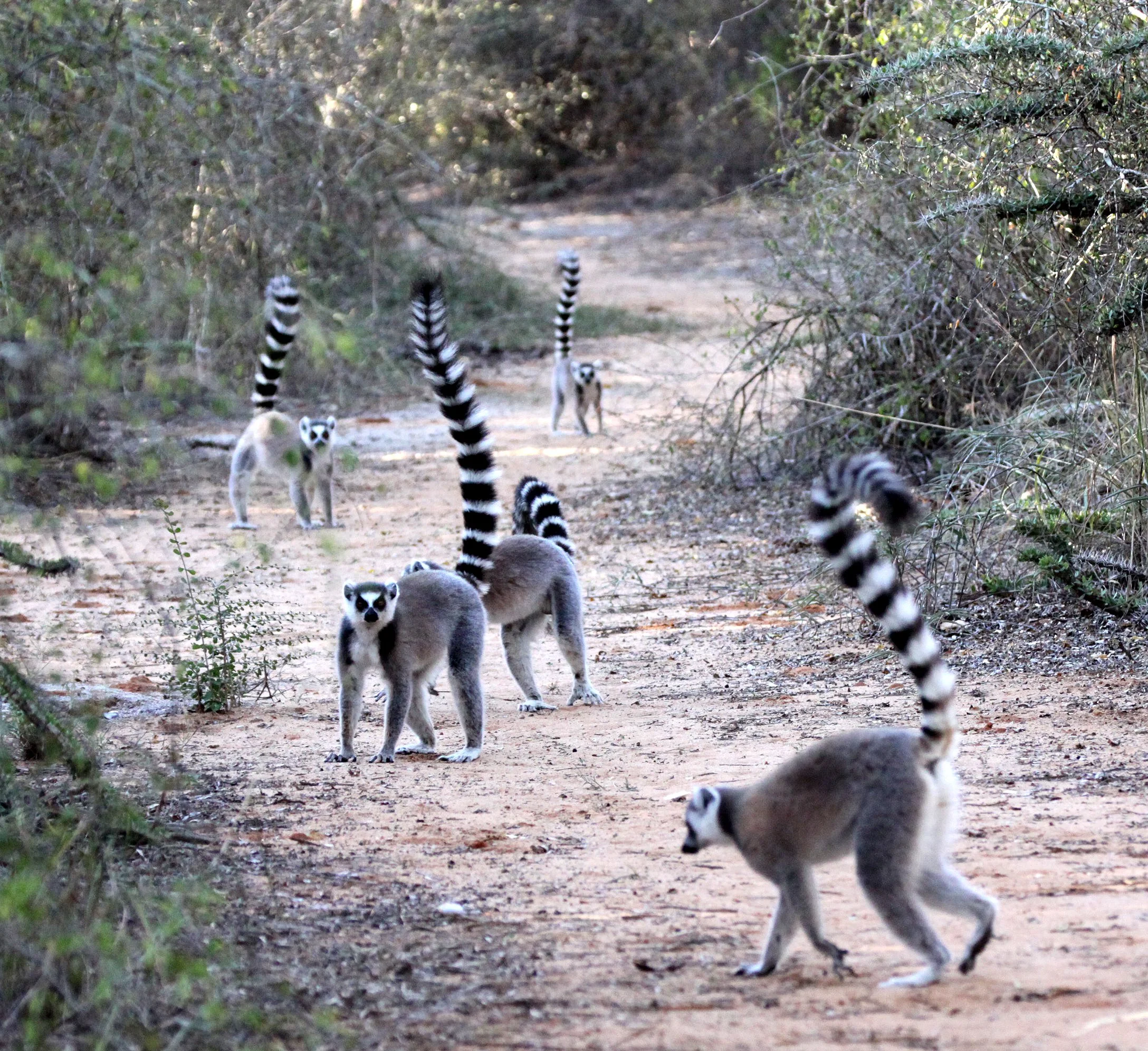 LEMURIDAE - Lemur catta - RING-TAILED LEMUR - BERENTY RESERVE MADAGASCAR (116).JPG