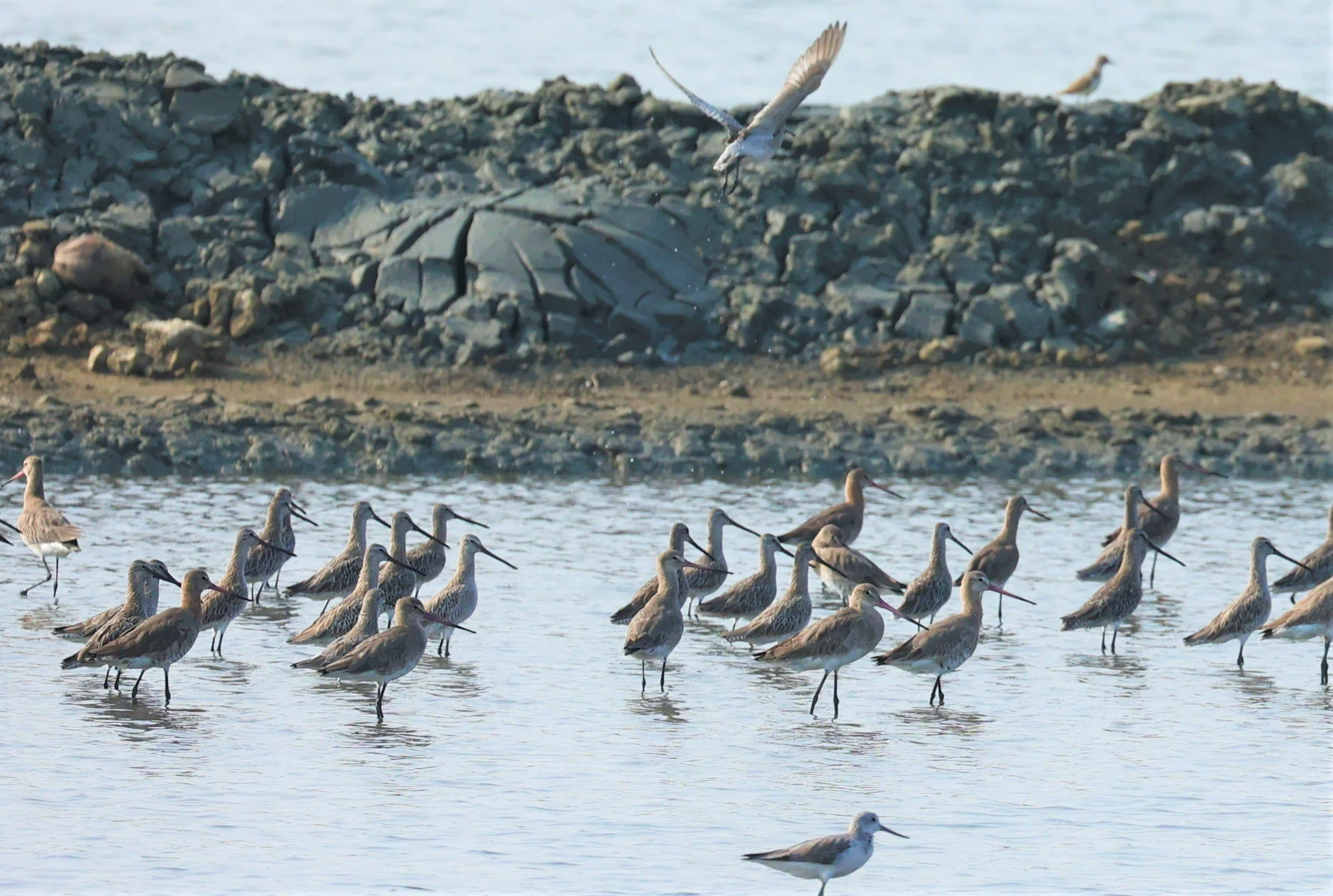 GODWIT - BLACK-TAILED GODWITS - Limosa limosa - WITH ASIAN GODWITS - PAK THALE SALT PONDS MARCH 2022 (1).jpg