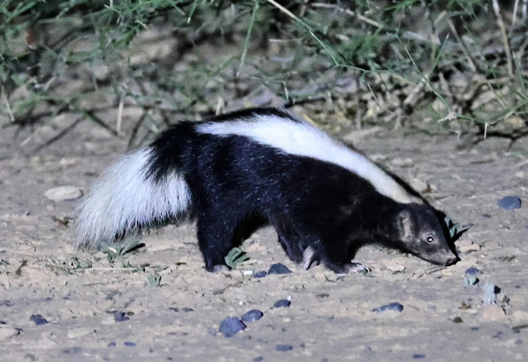 Molina's Hog-nosed Skunk (Conepatus chinga) Estancia Campo'í Paraguay (149).jpg